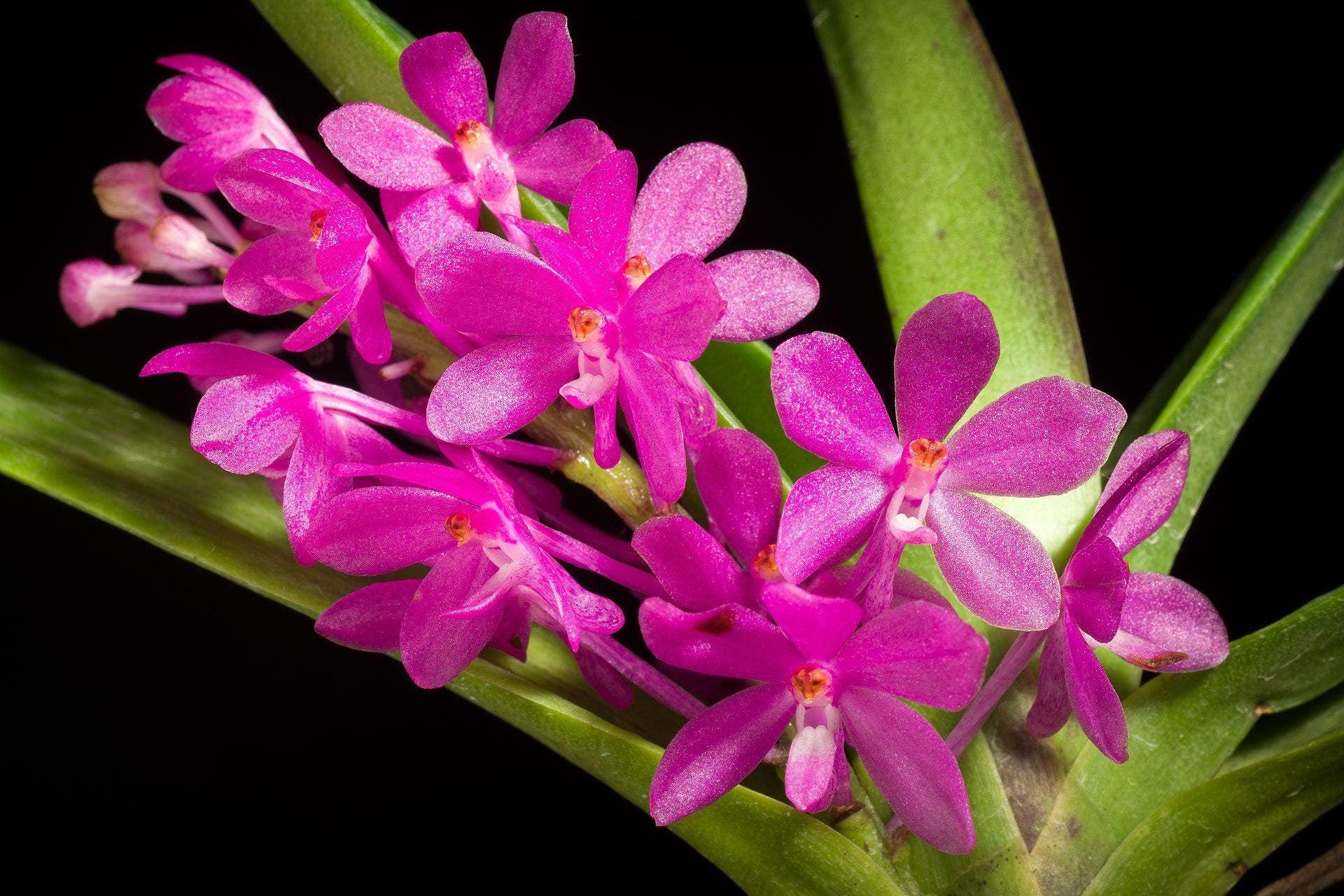 Species Vanda ampullacea