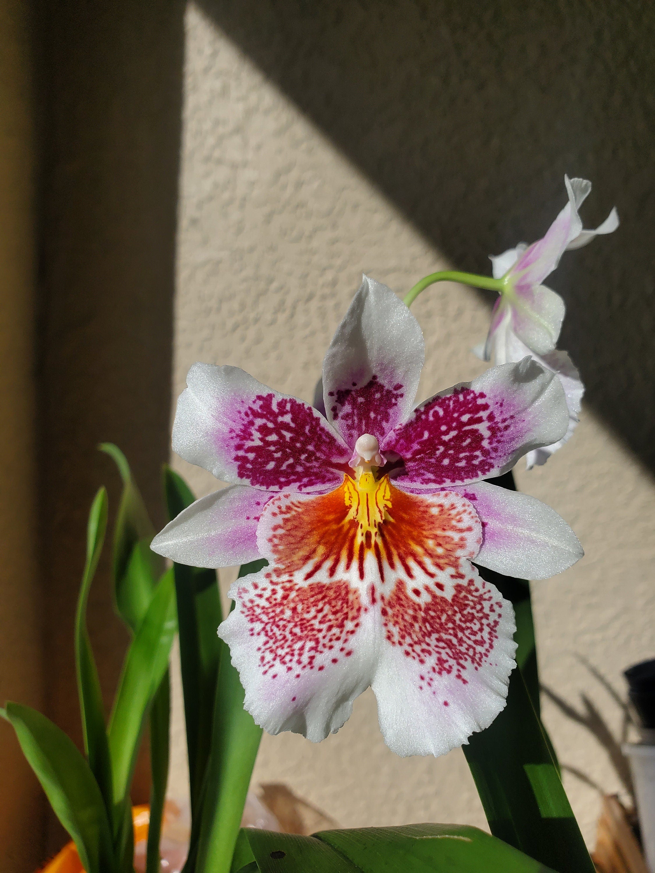Pansy Orchid Odontonia Mem. Martin Orenstein 'Lulu'
