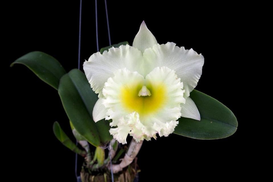 Starter Rhyncholaeliocattleya Siam White 'The Best'
