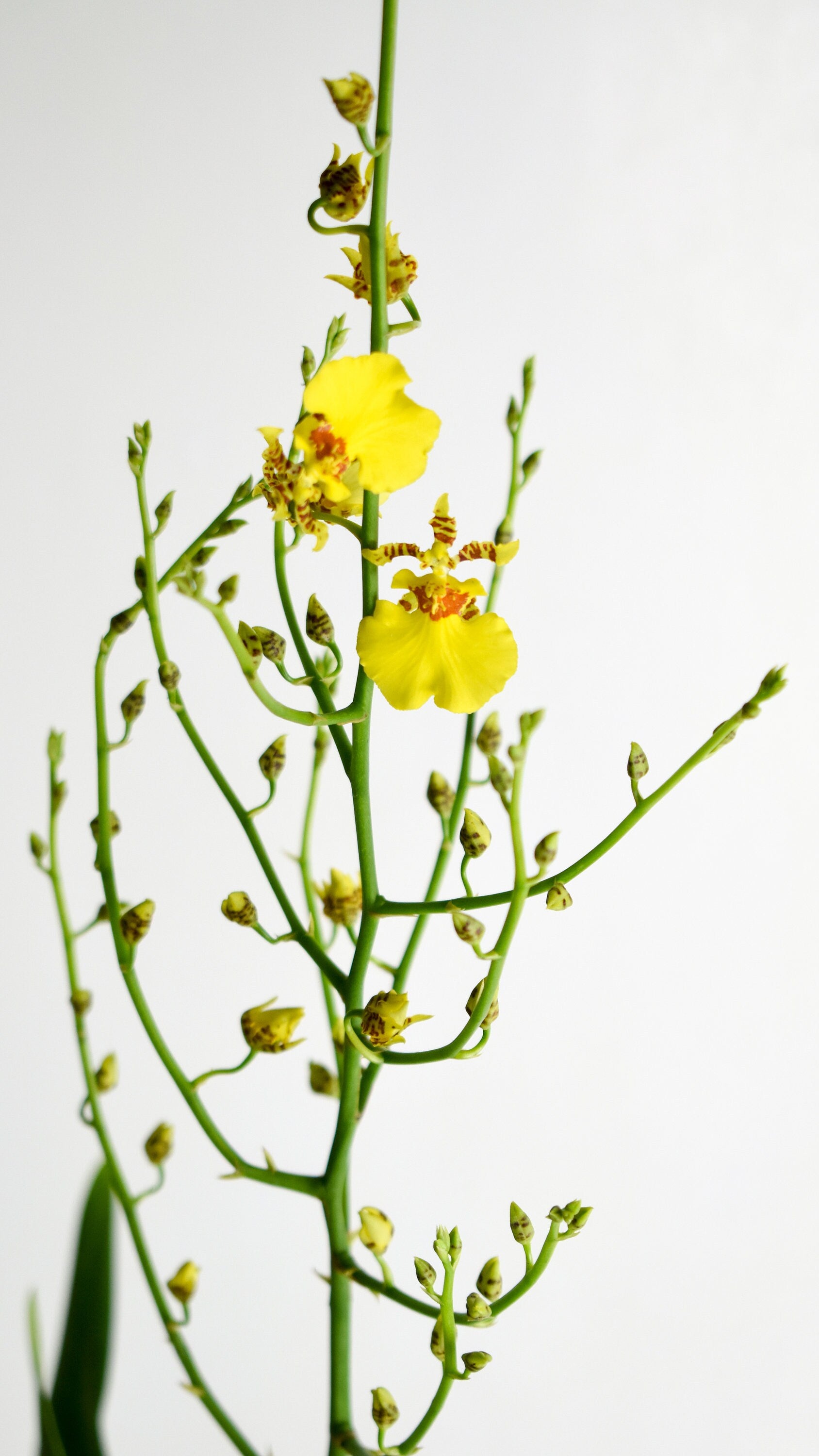 Dancing Lady Oncidium Gower Ramsey