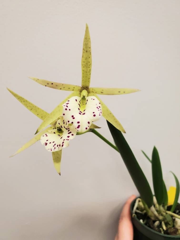 Brassocattleya Yellow Bird