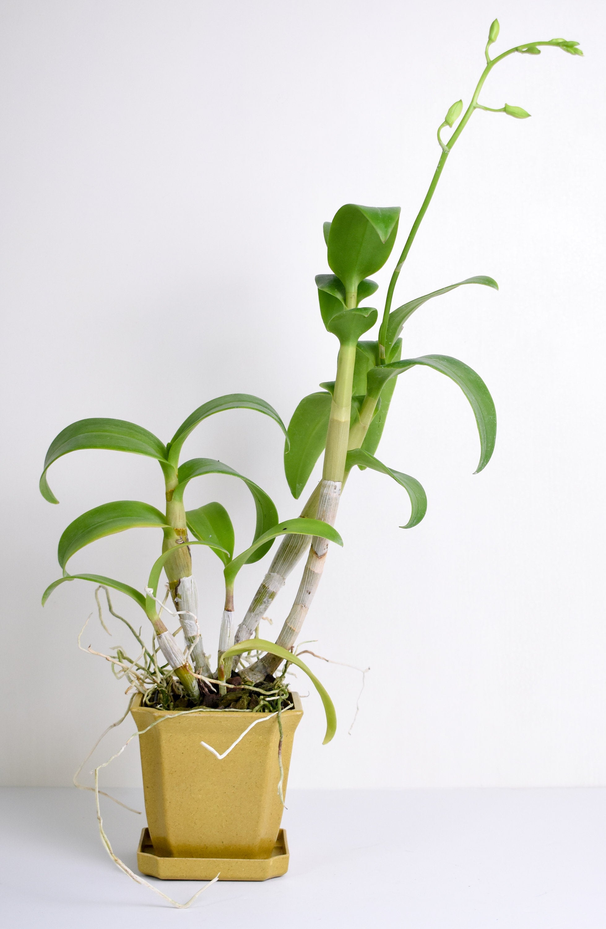 Dendrobium Aridang Green IN SPIKE