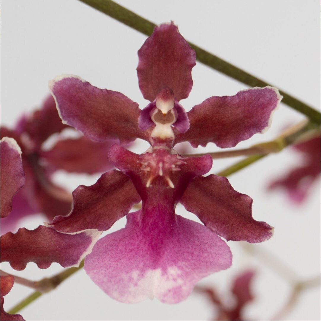 Fragrant Chocolate Oncidium Sharry Baby 'Red Fantasy' IN SPIKE
