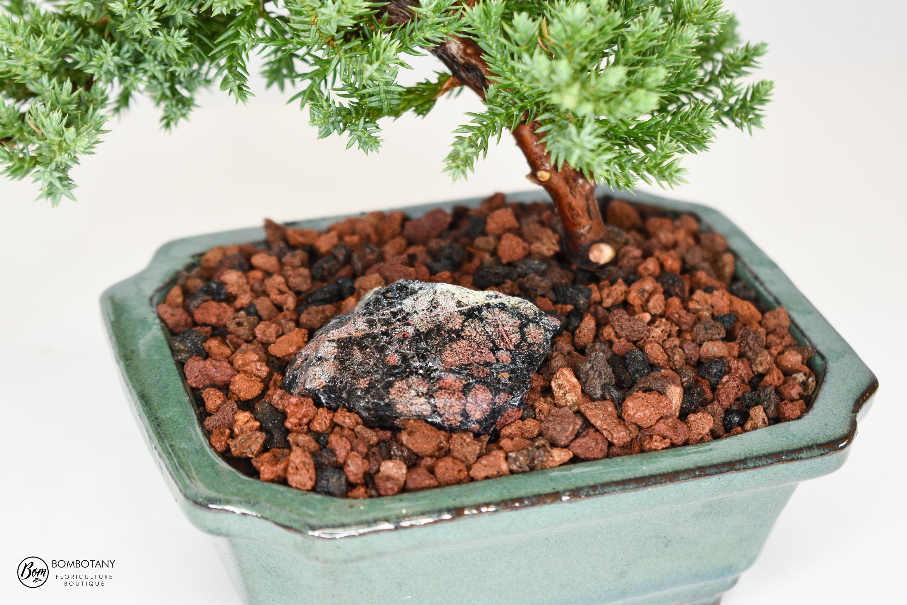 Juniper Procumbens 'Nana' Bonsai Tree in Traditional Ceramic - 3-4 Years Old