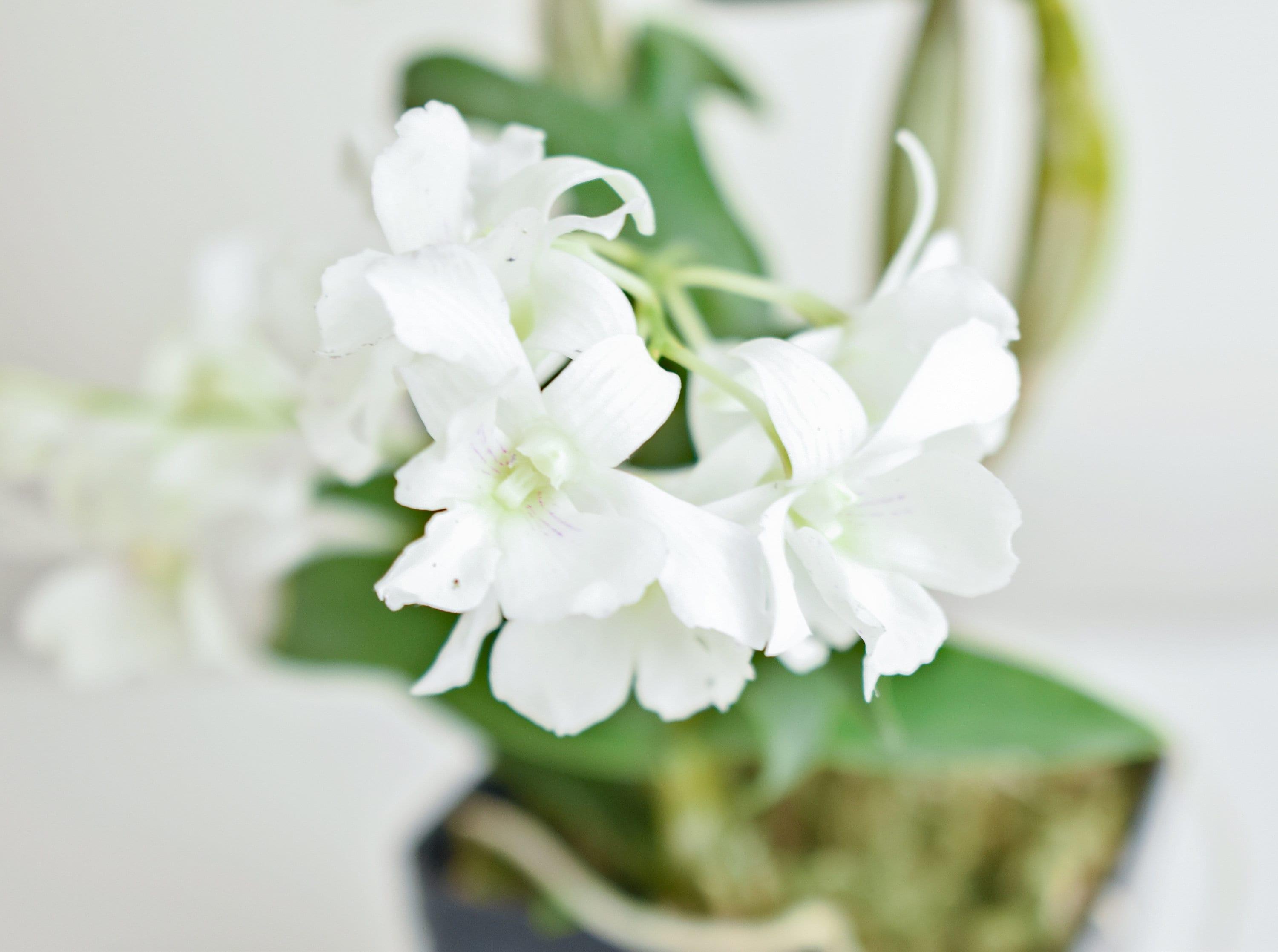 Fragrant Dendrobium Mini Snowflake