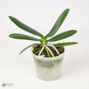 Fragrant Species Phalaenopsis (Sedirea) japonica