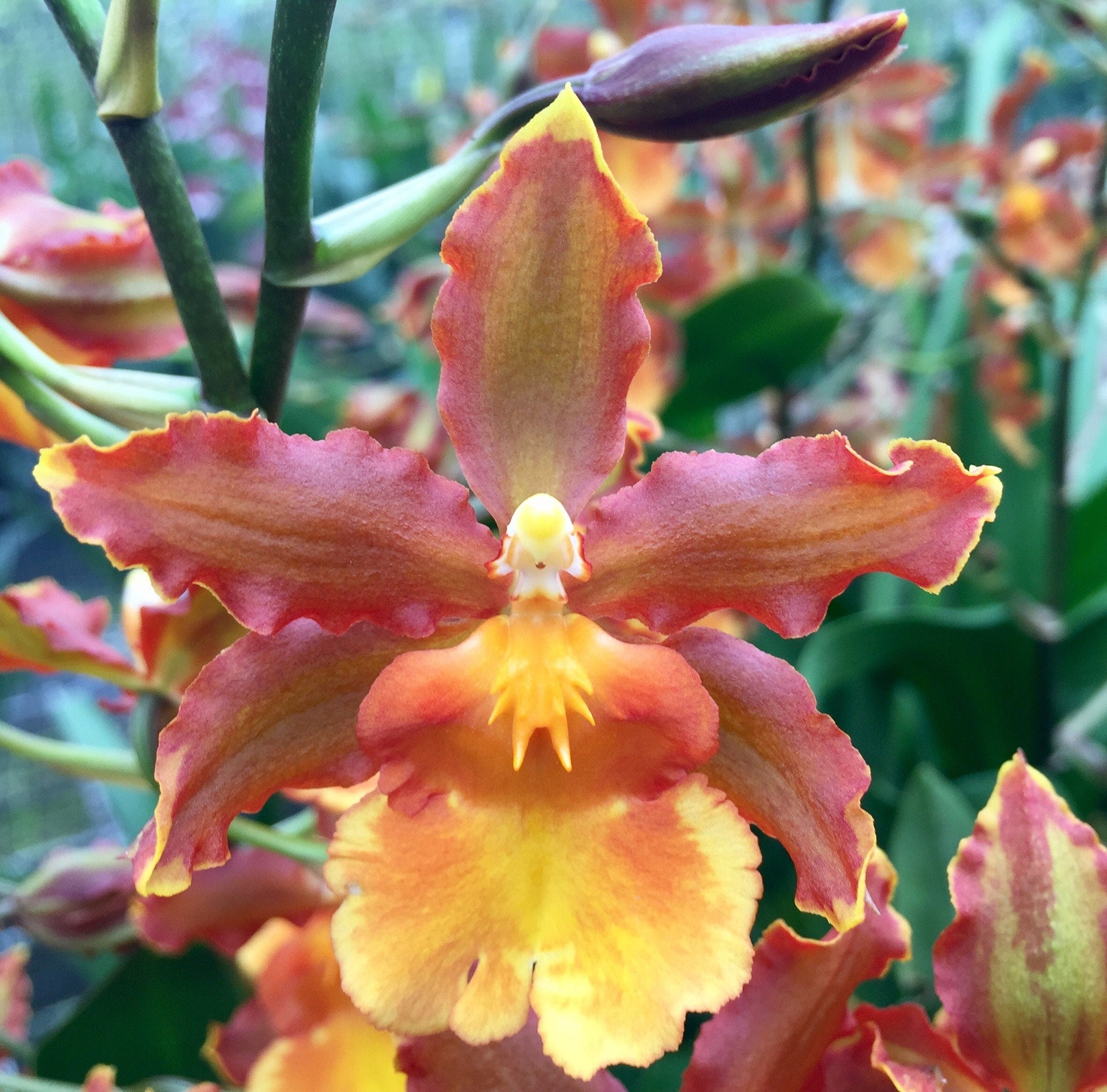 Odontocidium Catatante 'Kilauea Karma'