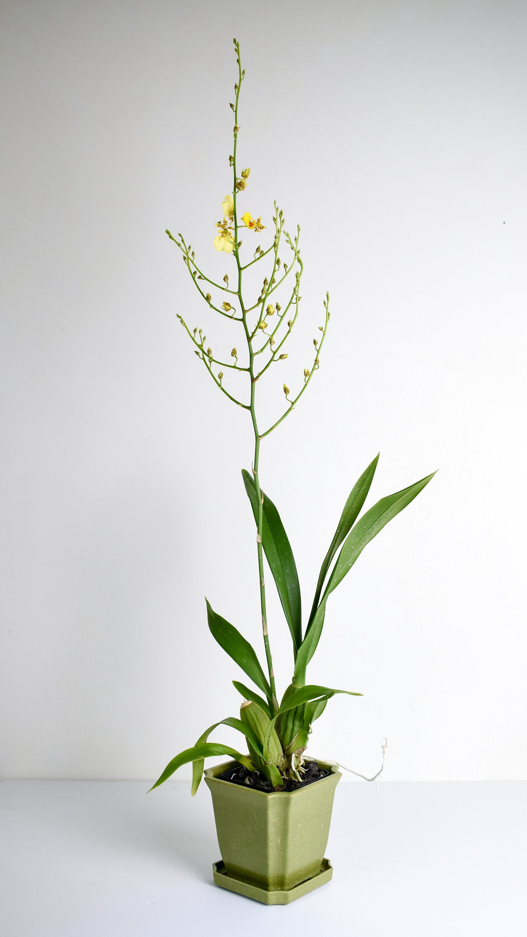 Dancing Lady Oncidium Gower Ramsey