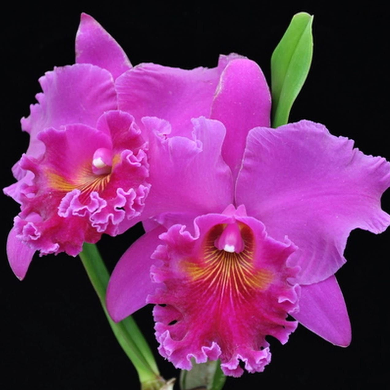 Rhyncholaeliocattleya Mitsuo Akatsuka 'Volcano Queen'