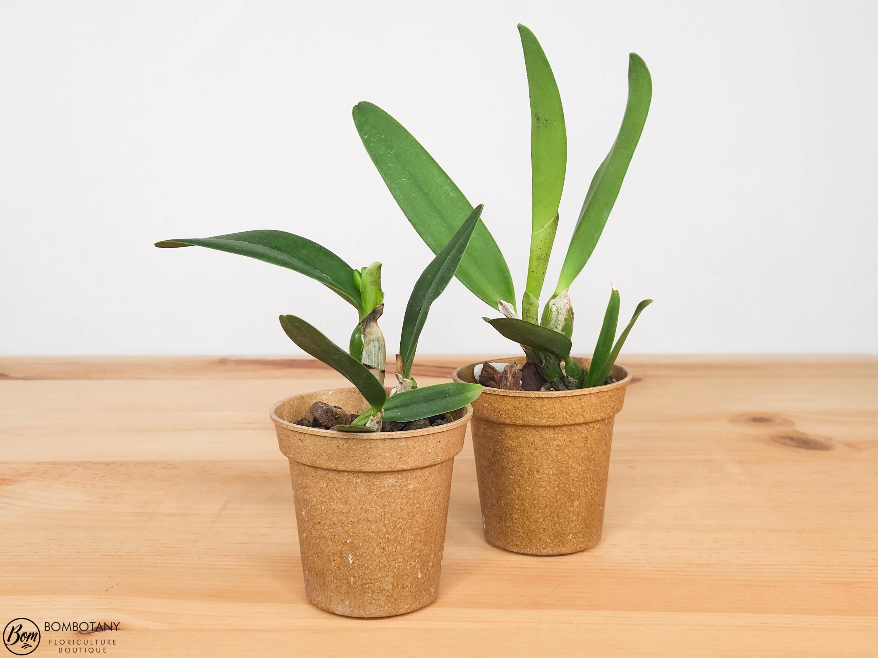 Fragrant Cattleya Mari’s Love ‘Taka’