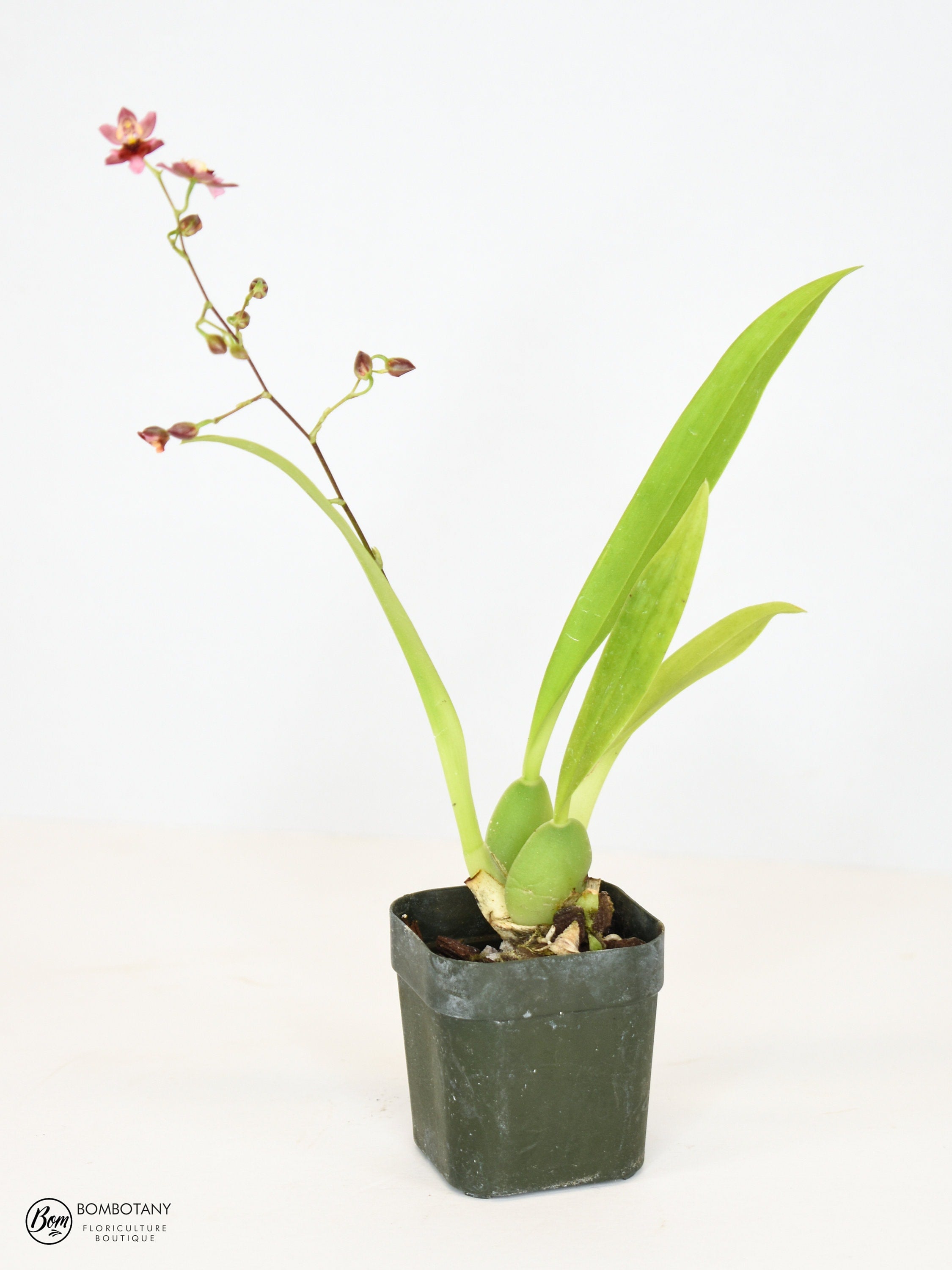 Fragrant Miniature Oncidium Twinkle 'Pink Profusion' IN SPIKE