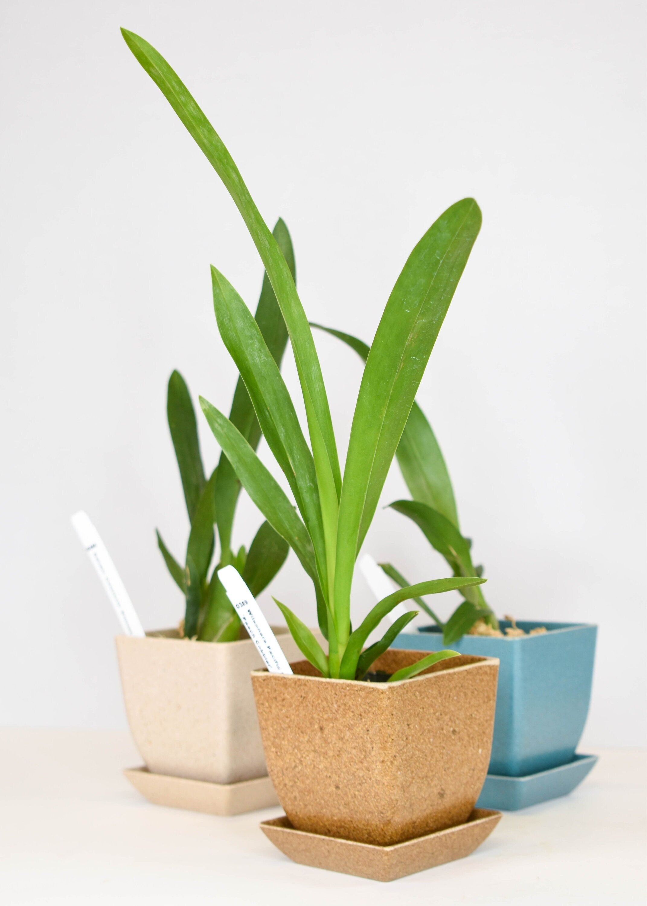 Starter Pack Oncidium Orchid Bundle Box - Plants @ Reduced Prices