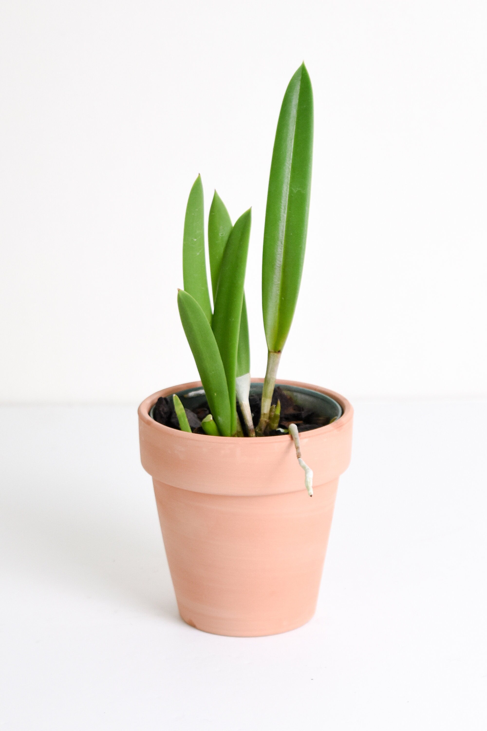 Fragrant Brassavola Little Stars
