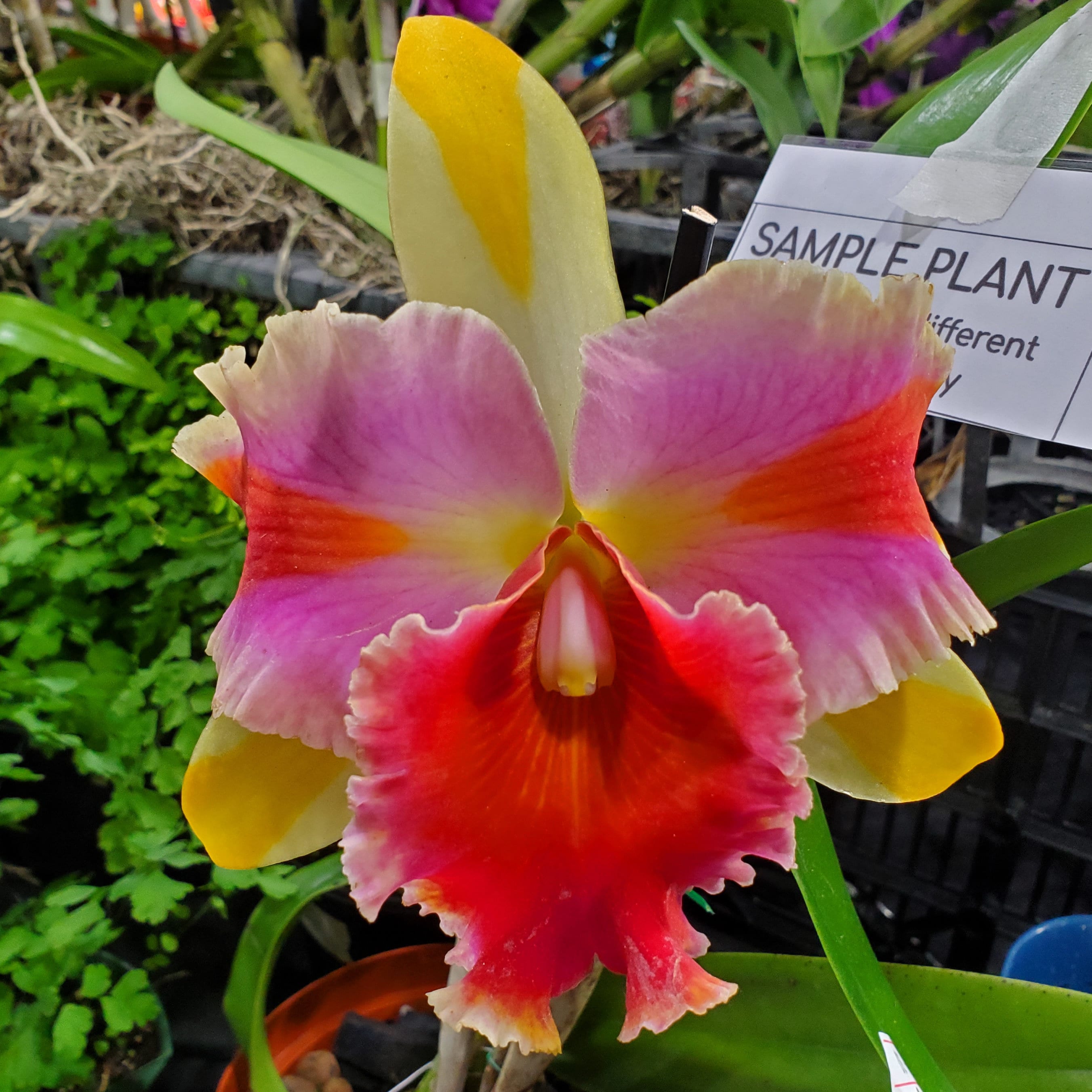 Rhyncholaeliocattleya Amazing Thailand 'Rainbow'