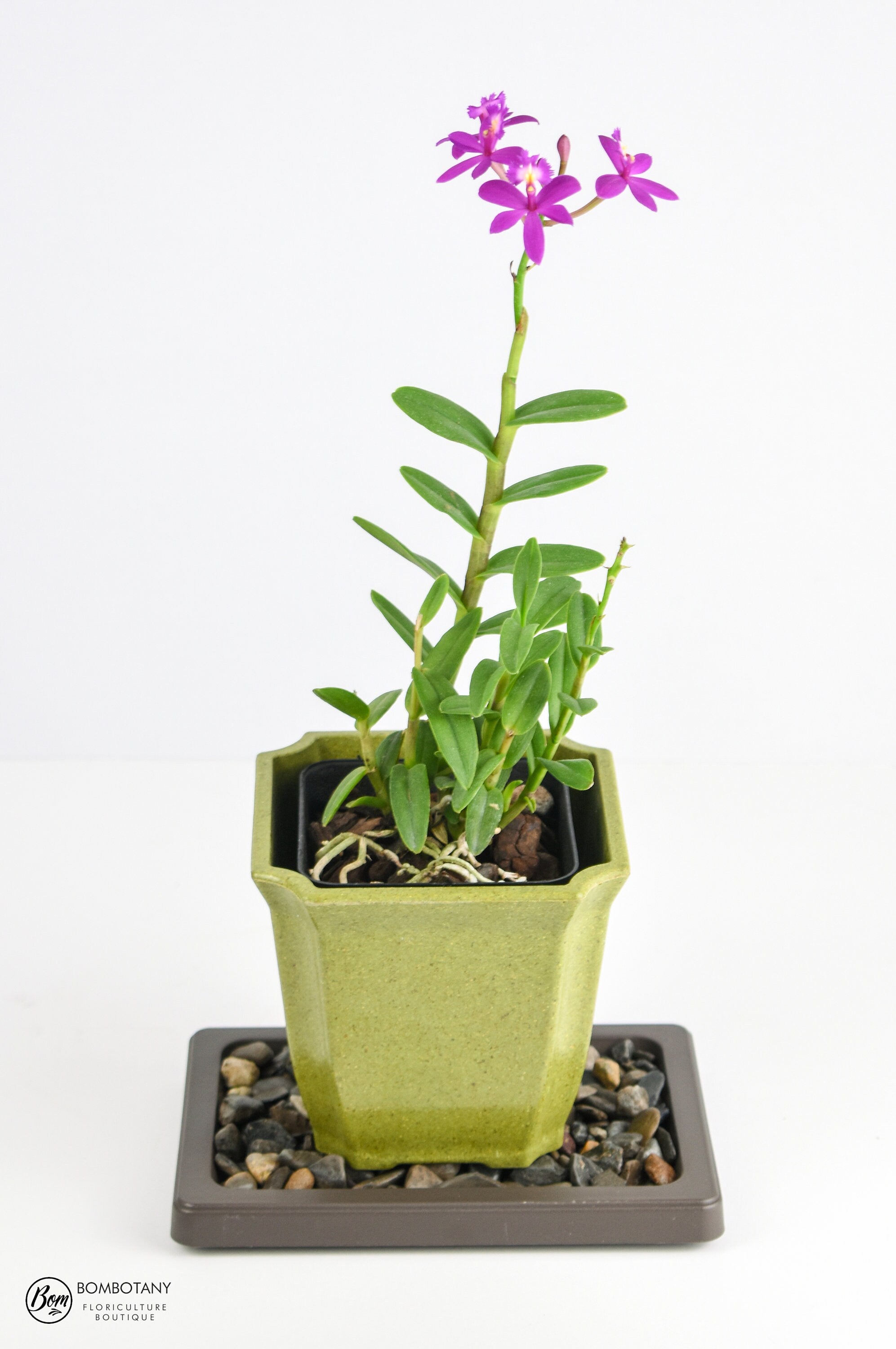 Small Humidity Tray - Black Pearl