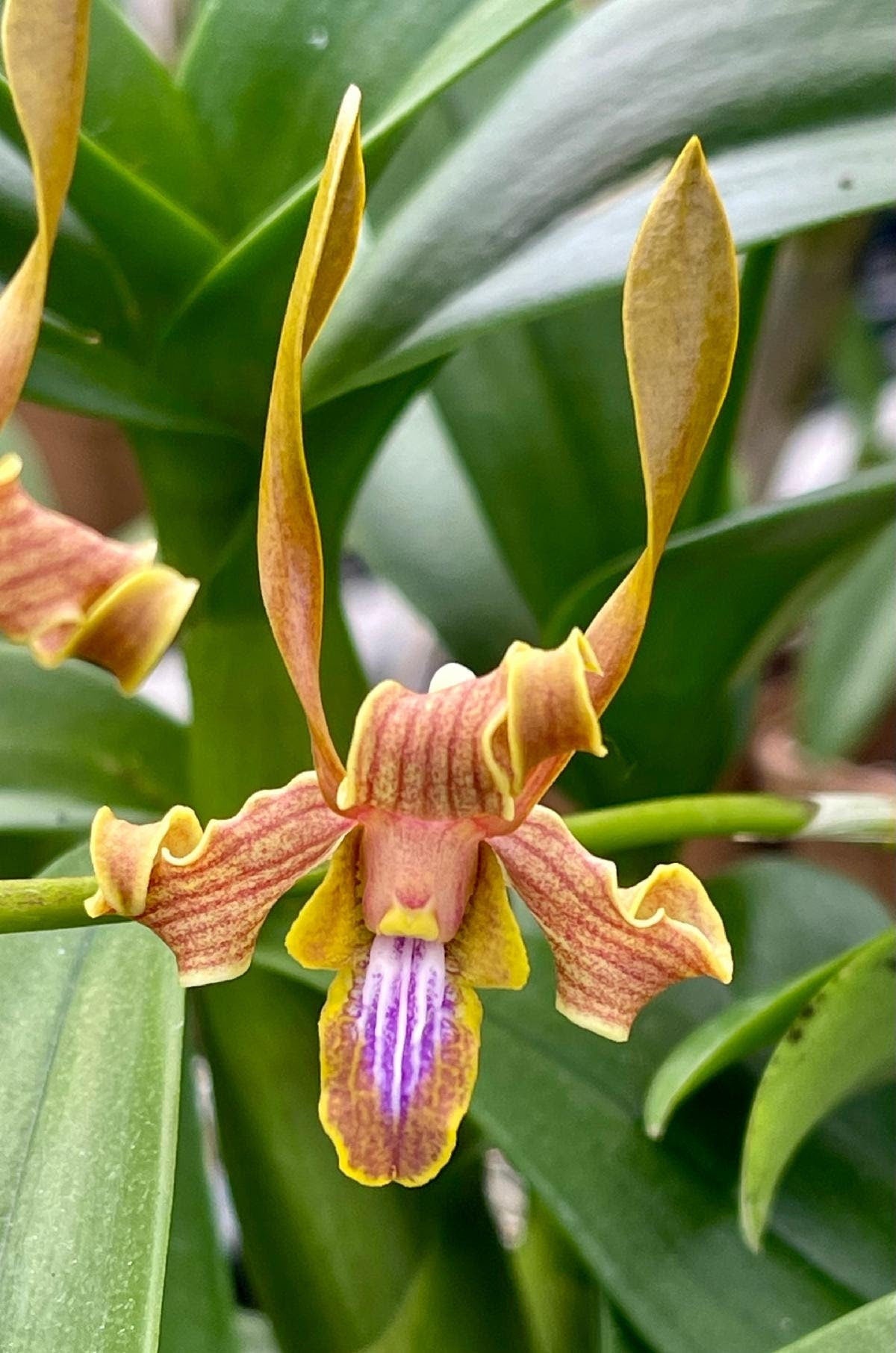 Antelope Type Dendrobium Butterscotch Ube