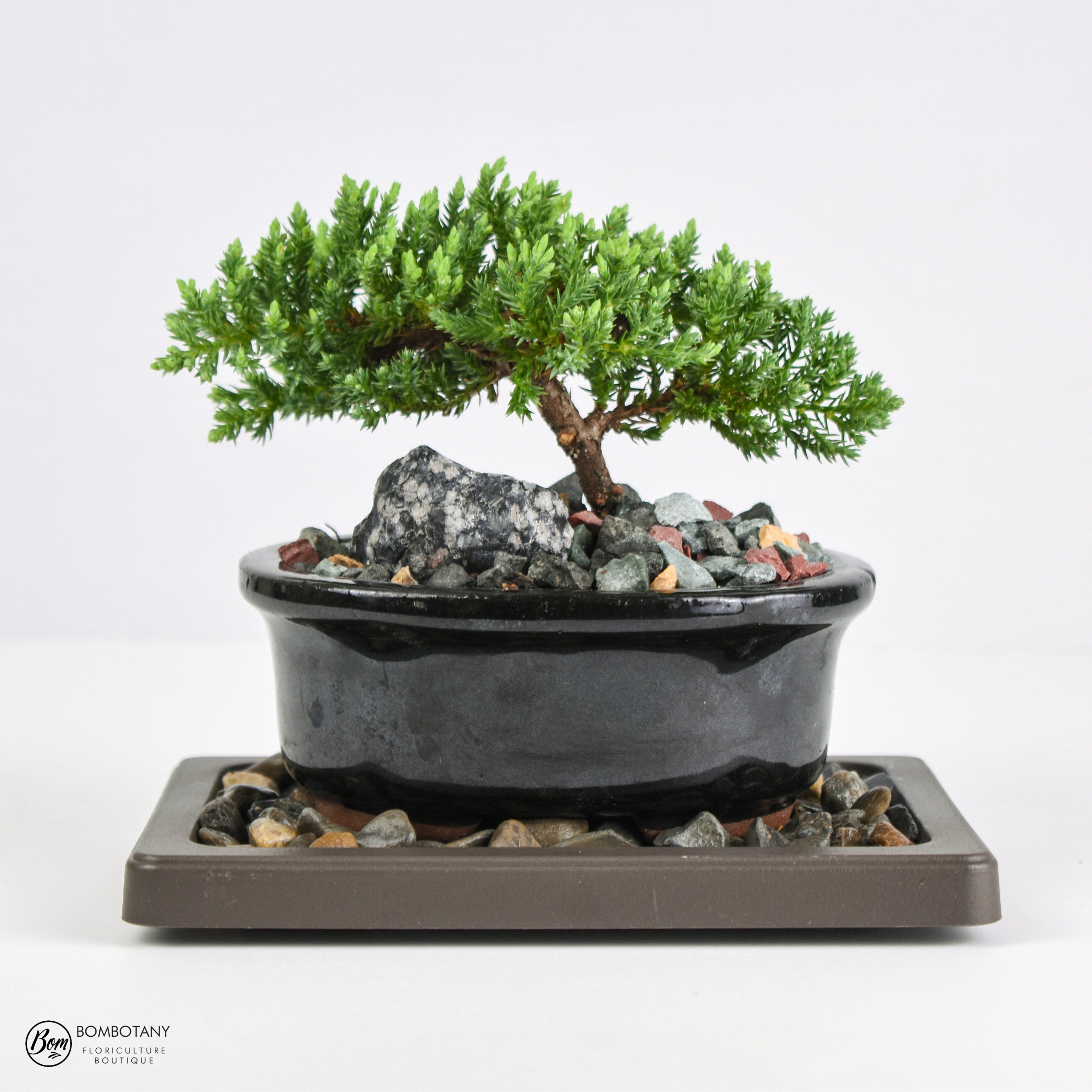 Juniper Procumbens 'Nana' Bonsai Tree in Traditional Ceramic - 3-4 Years Old