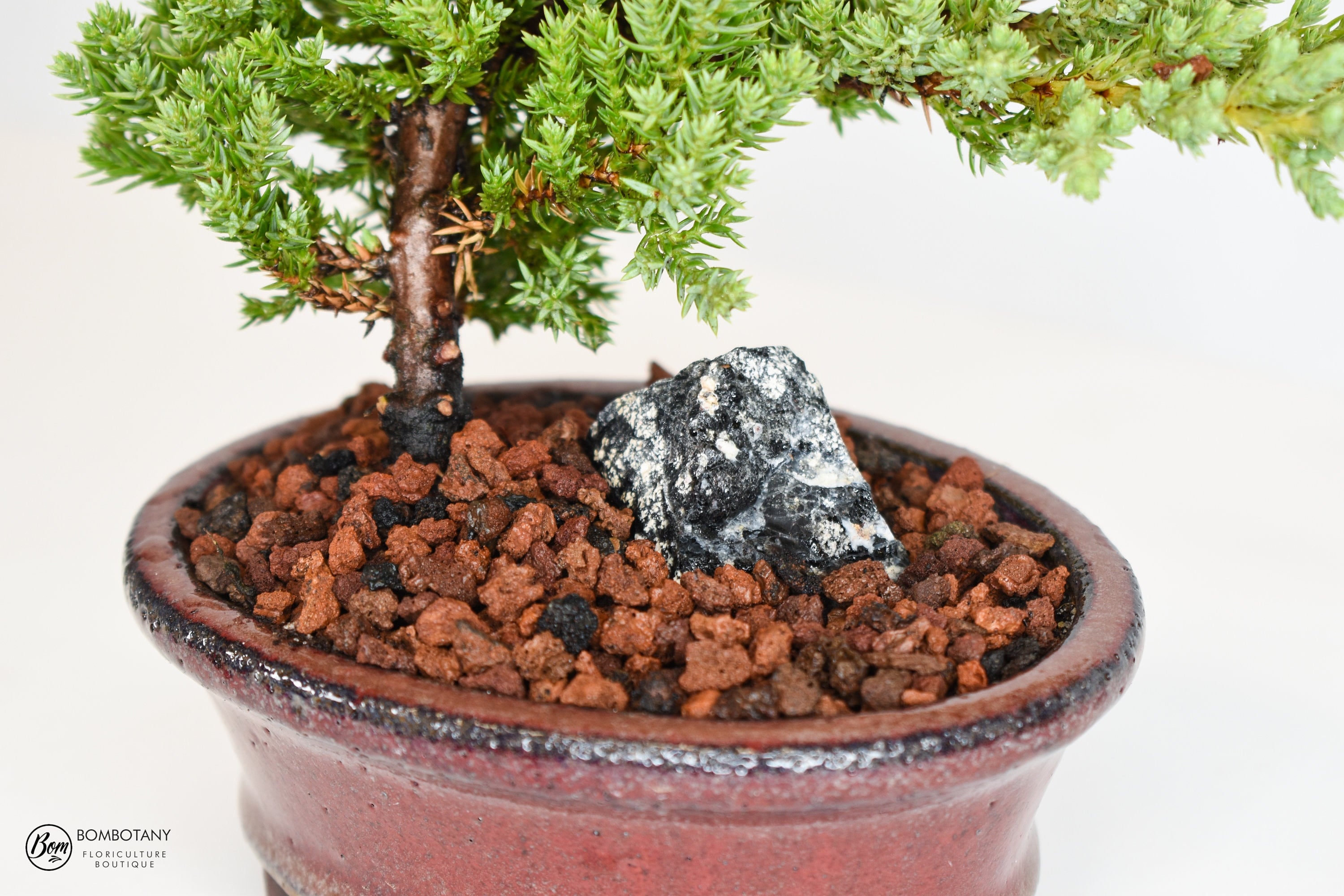 Juniper Procumbens 'Nana' Bonsai Tree in Traditional Ceramic - 3-4 Years Old
