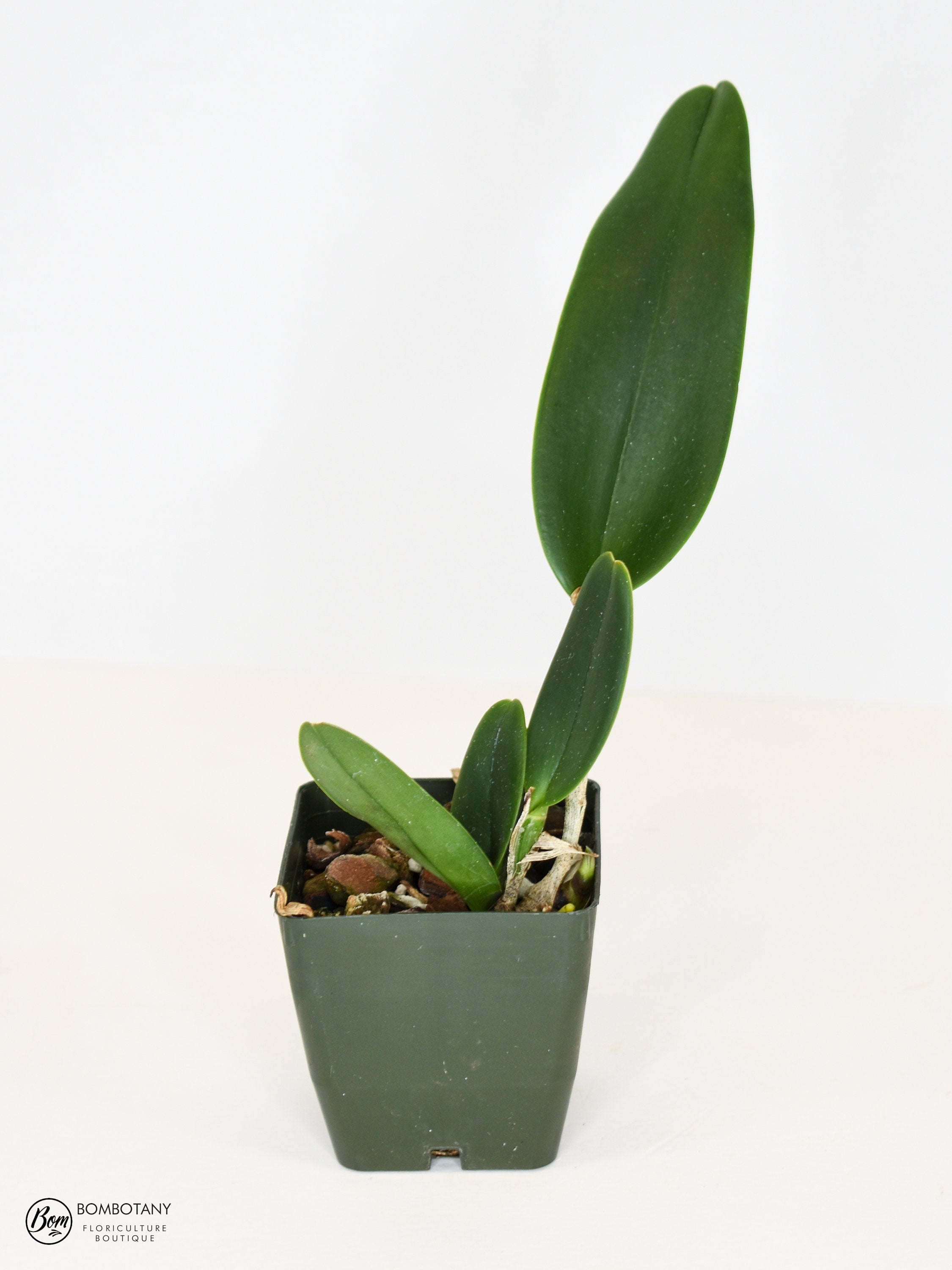 Starter Rhyncholaeliocattleya Siam White 'The Best'
