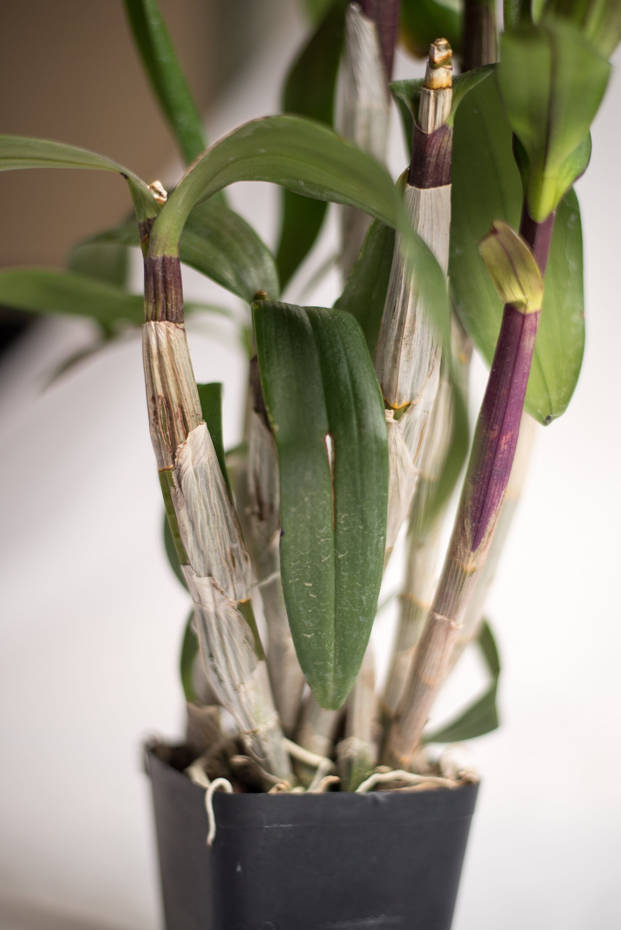 Dendrobium Velvet Melody 'Winter Wine' IN SPIKE