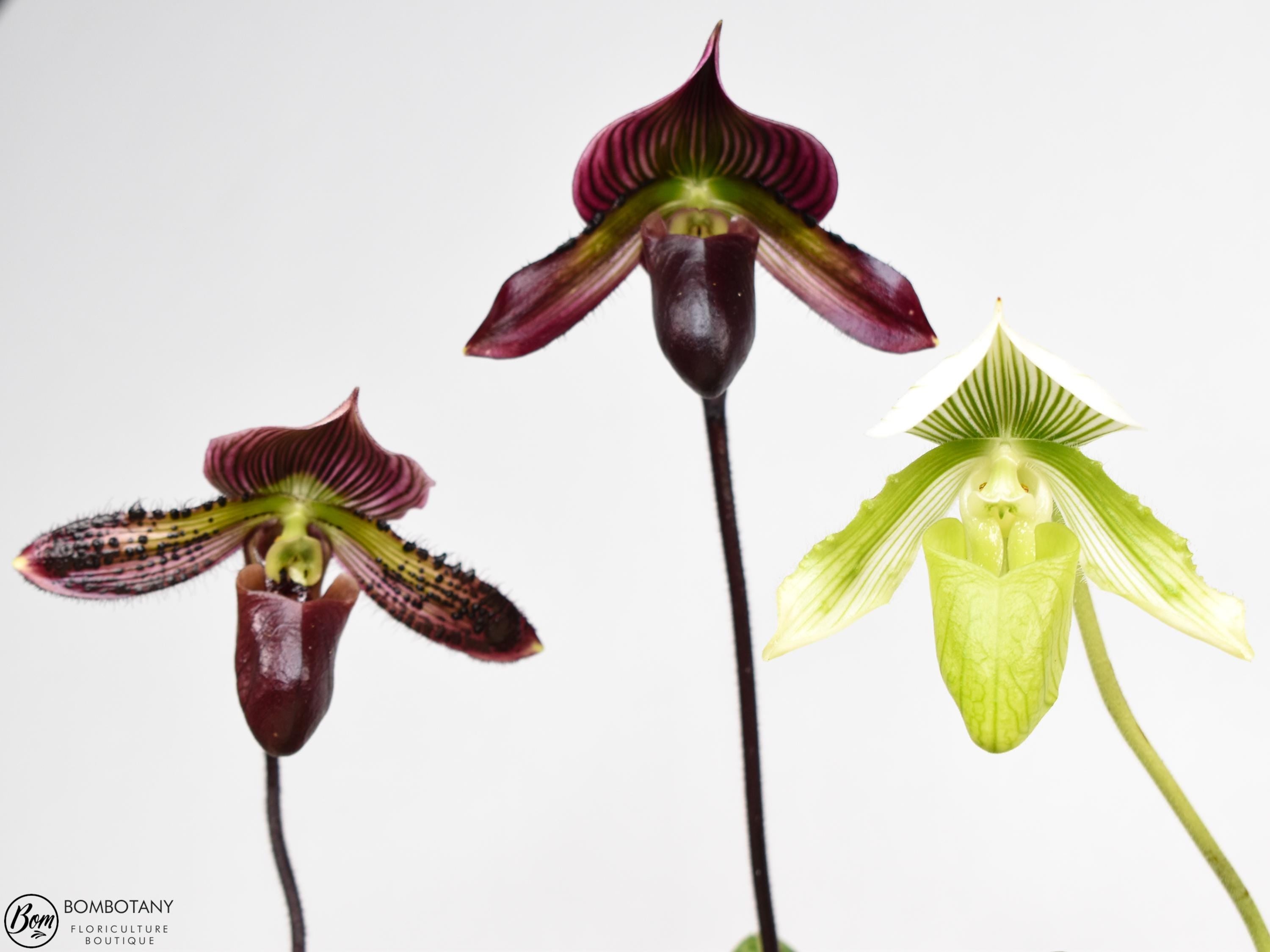 Vini/Maroon/Alba Paphiopedilum Maudiae