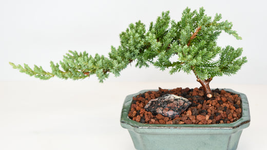 Juniper bonsai plant potted in a traditional ceramic pot