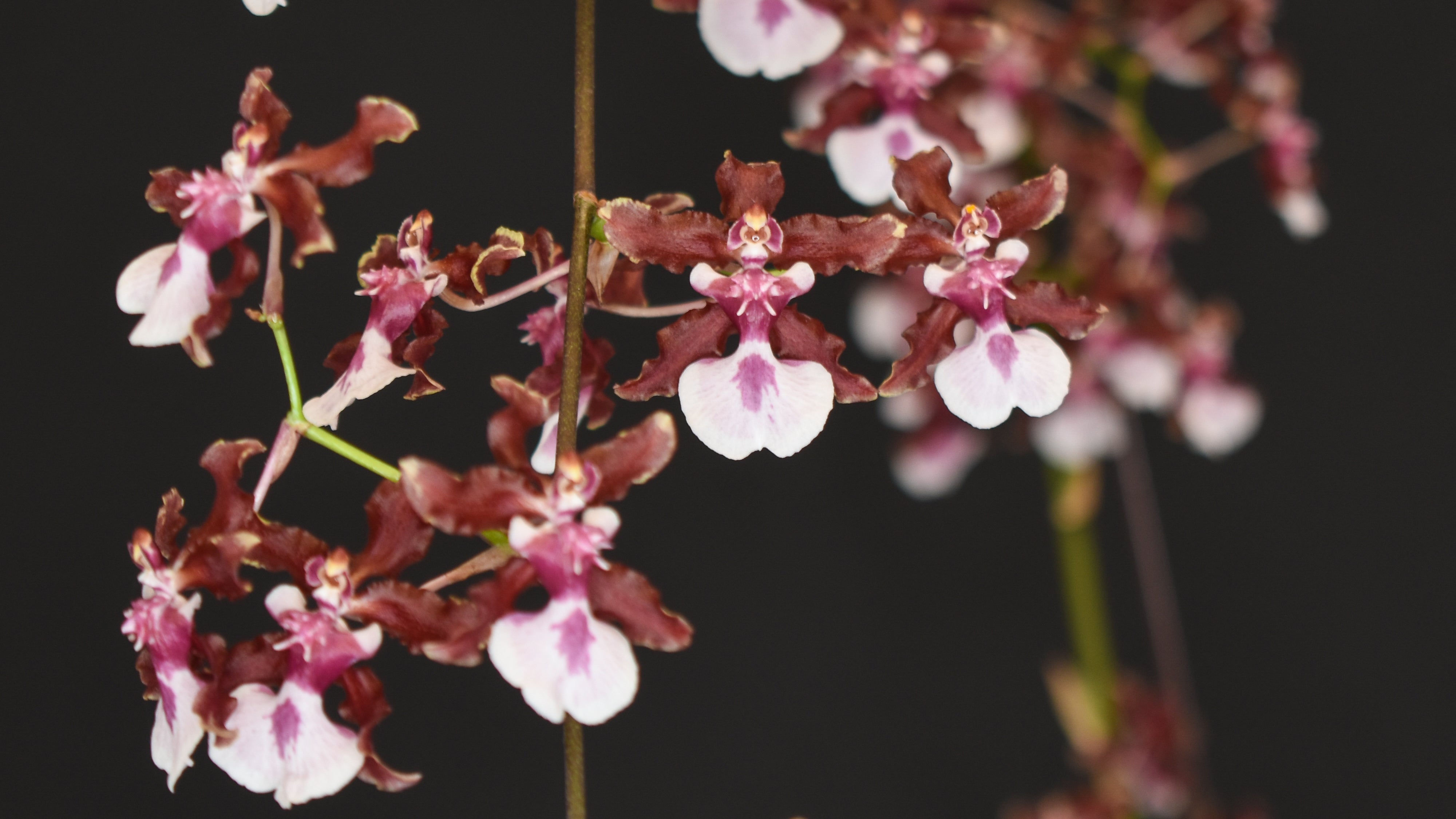 Oncidium Orchid Complete Care Guide – bombotany