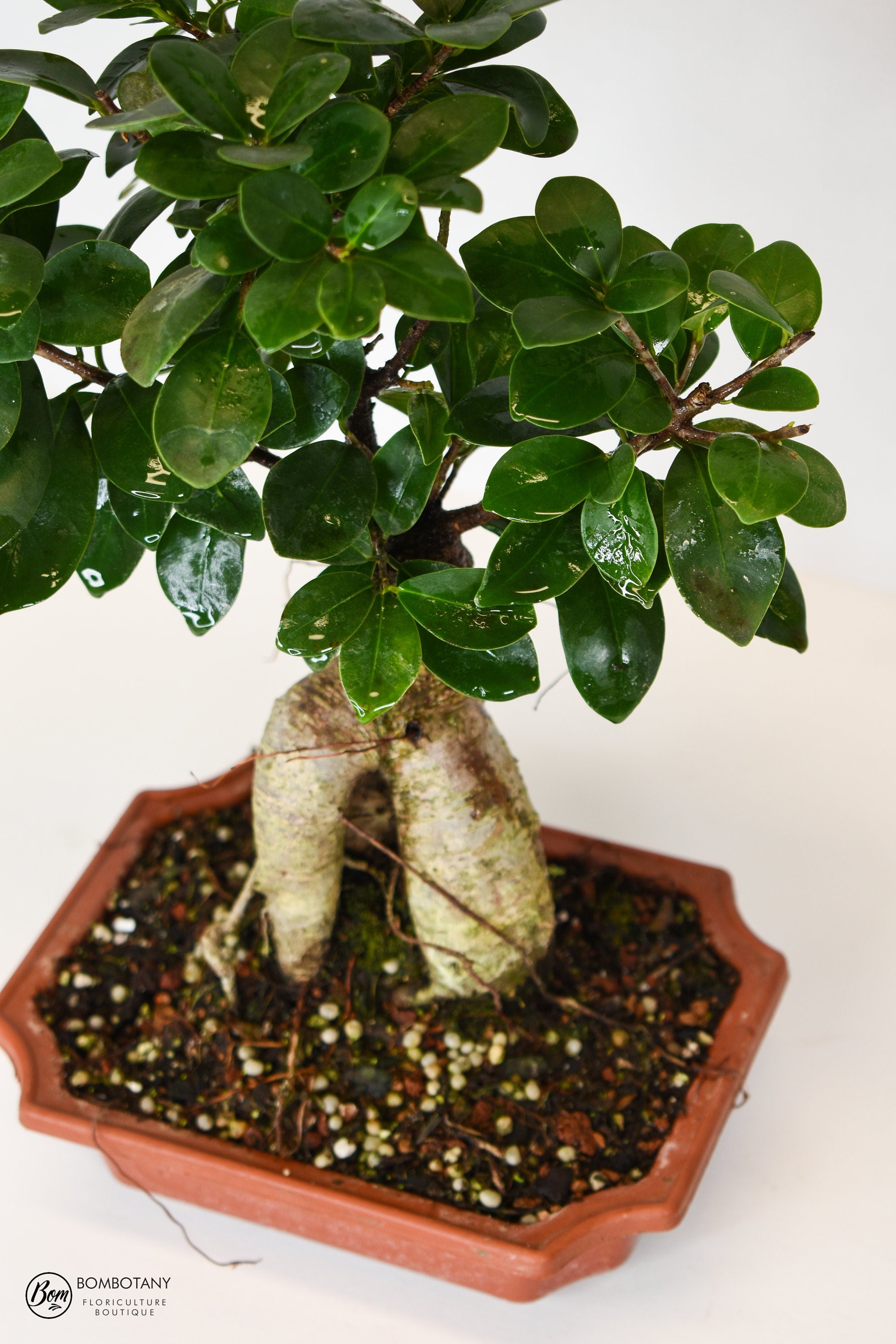 XL Ginseng Ficus Bonsai Plant in 7\