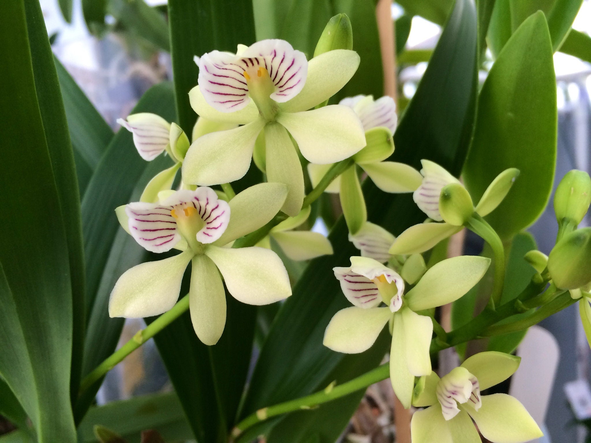 Fragrant Encyclia radiata IN BLOOM