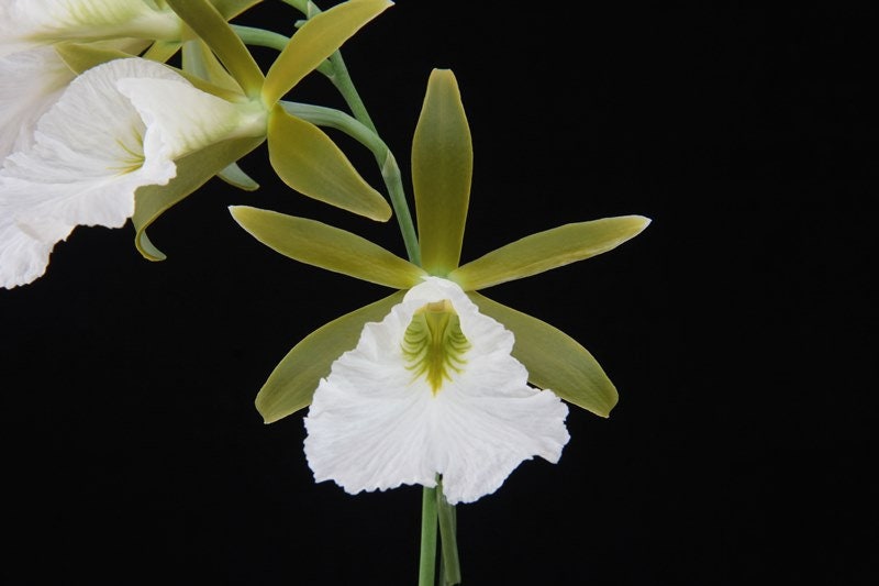 Fragrant Encyclia mariae