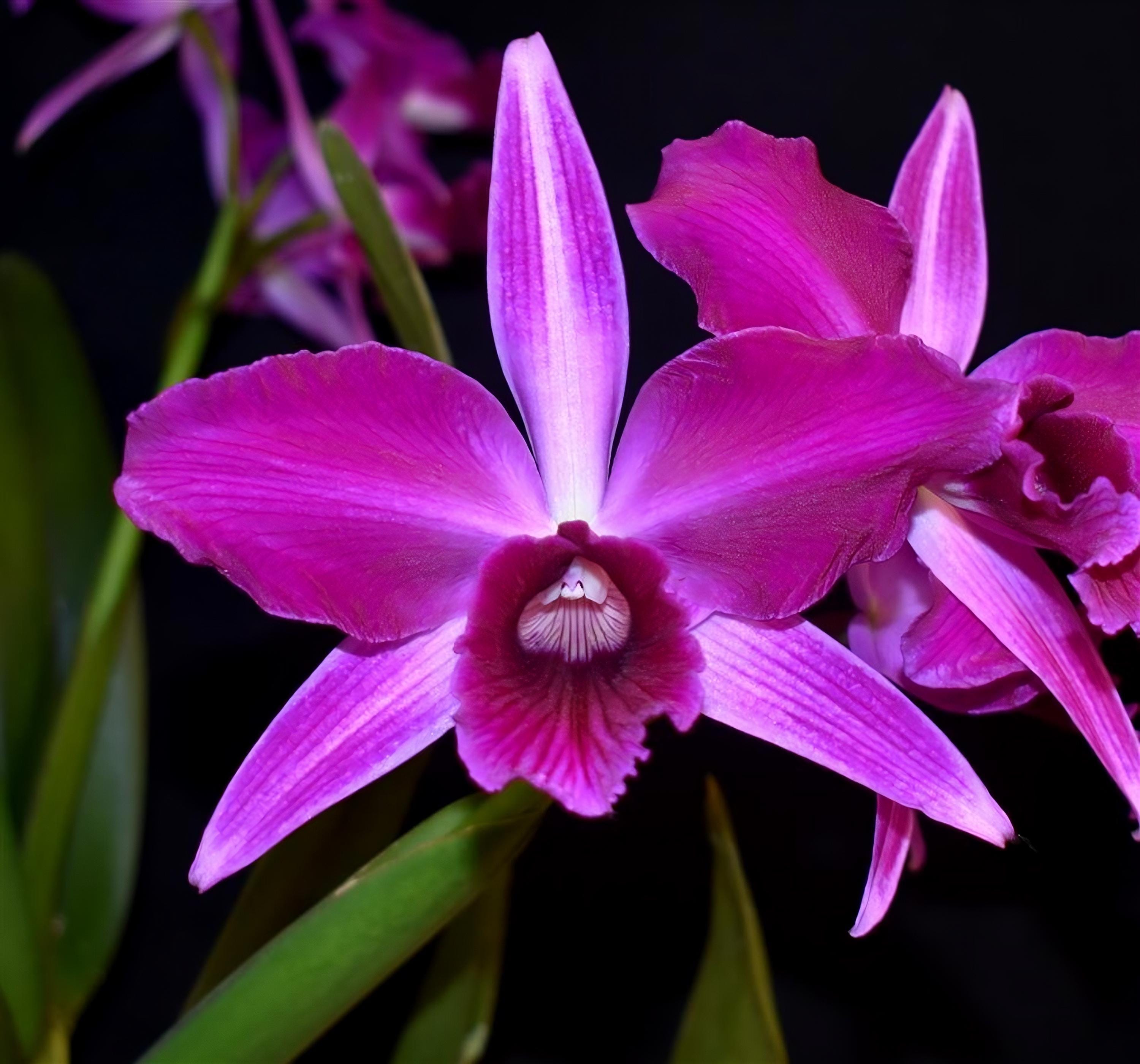 Fragrant Cattleya purpurata ('Raspberry' x 'Double Flame')