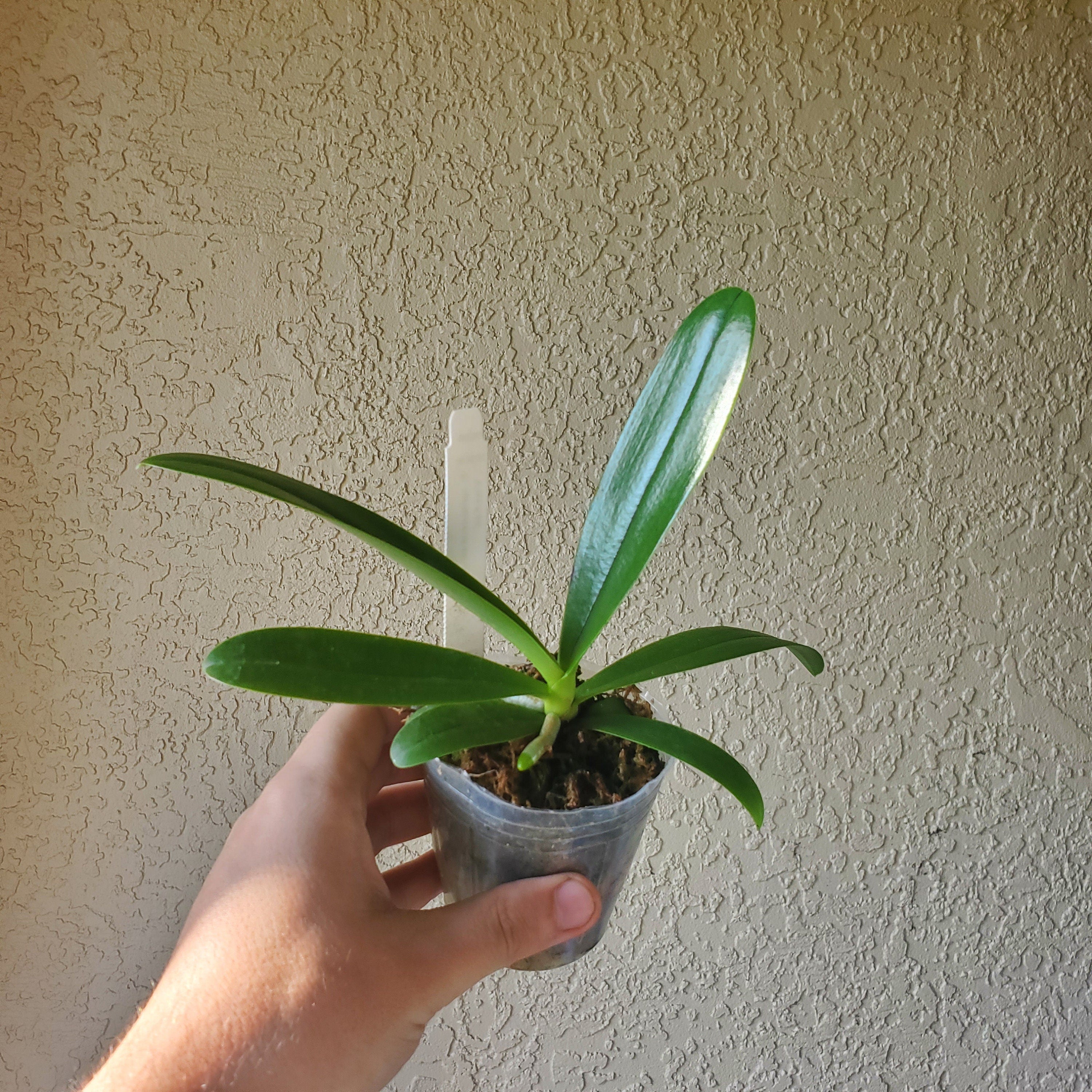 Fragrant Starter Species Phalaenopsis cornu-cervi var flava