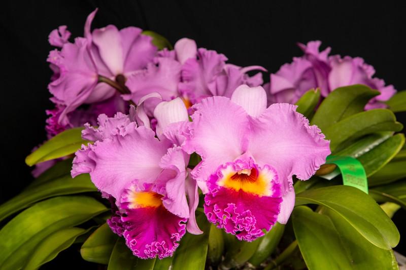 Starter Rhyncholaeliocattleya Joy Sokabe 'Shining'