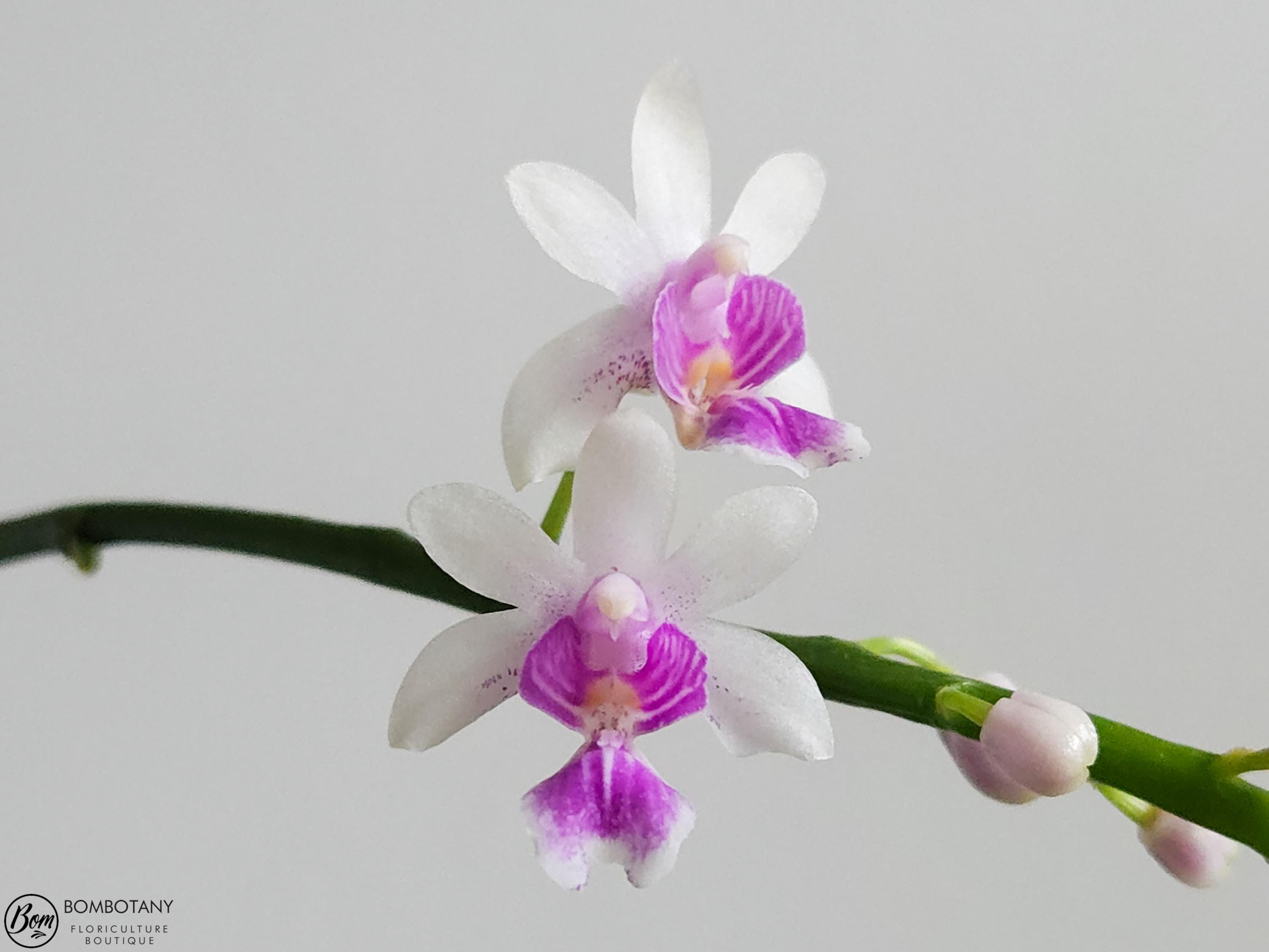 Phalaenopsis deliciosa AKA Kingidium deliciosum