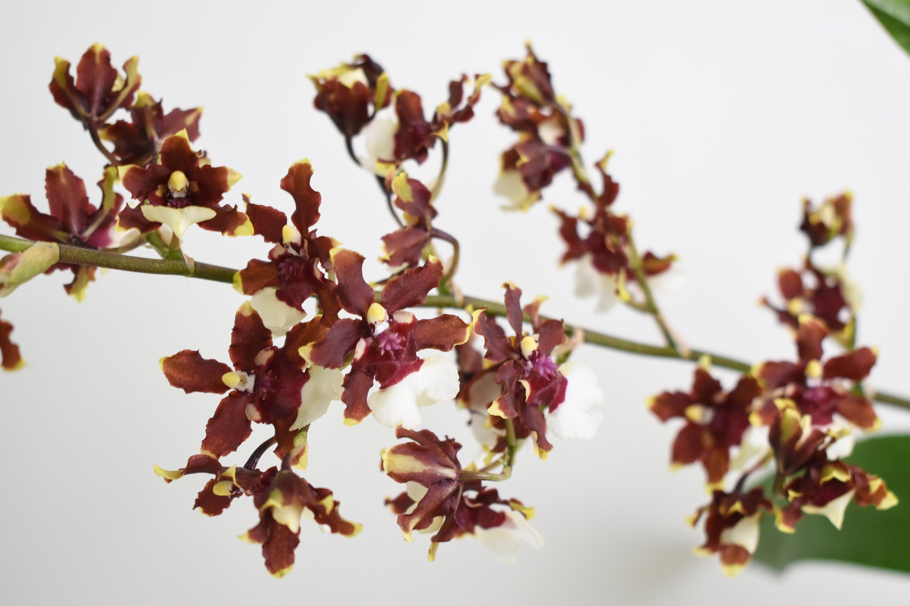 Fragrant Oncidium Aka Baby 'Raspberry Chocolate' IN SPIKE