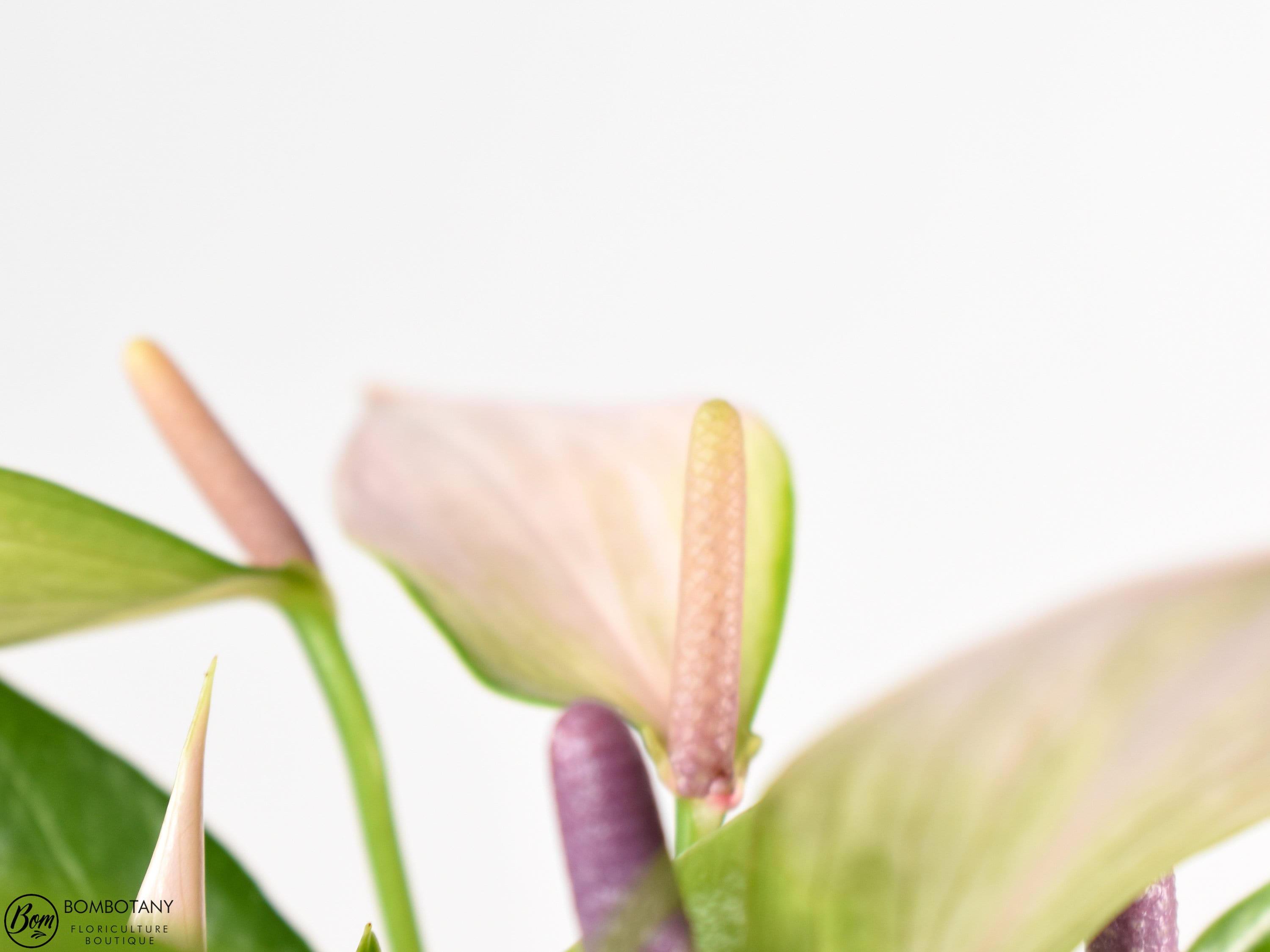 anthurium nano sweet Anthurium Nano Sweet 4.25" Pot