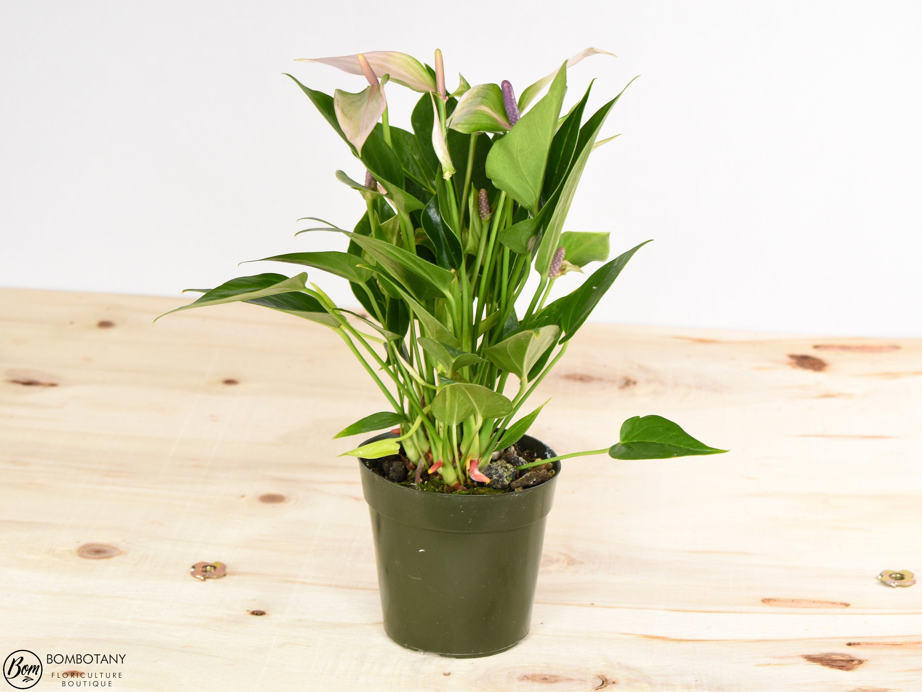 anthurium nano sweet Anthurium Nano Sweet 4.25" Pot