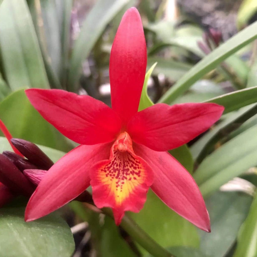 Laeliocattleya Rojo 'Valentines Day'