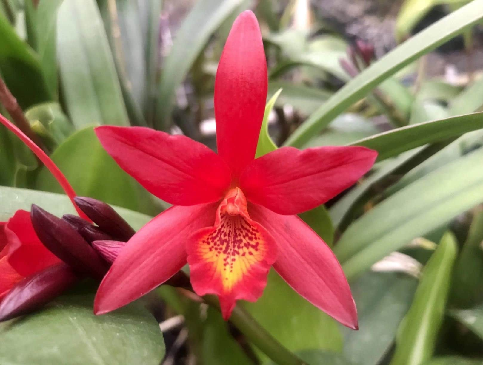 Laeliocattleya Rojo 'Valentines Day'