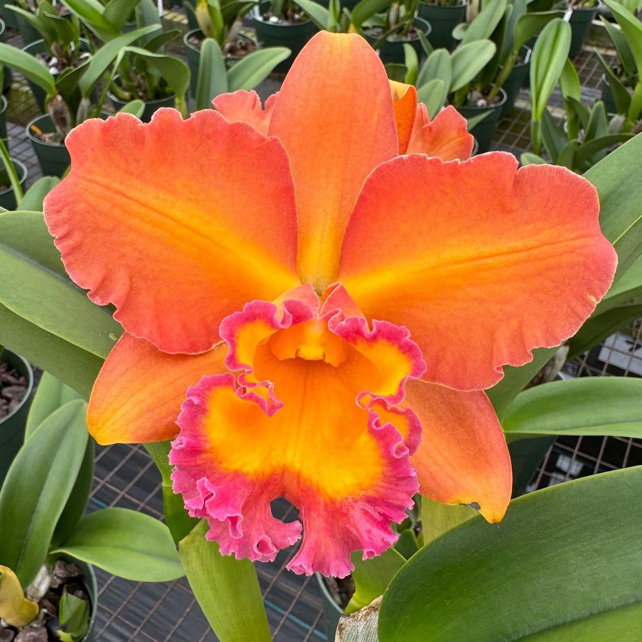 Rhyncholaeliocattleya Waianae Starburst 'Volcano Queen'