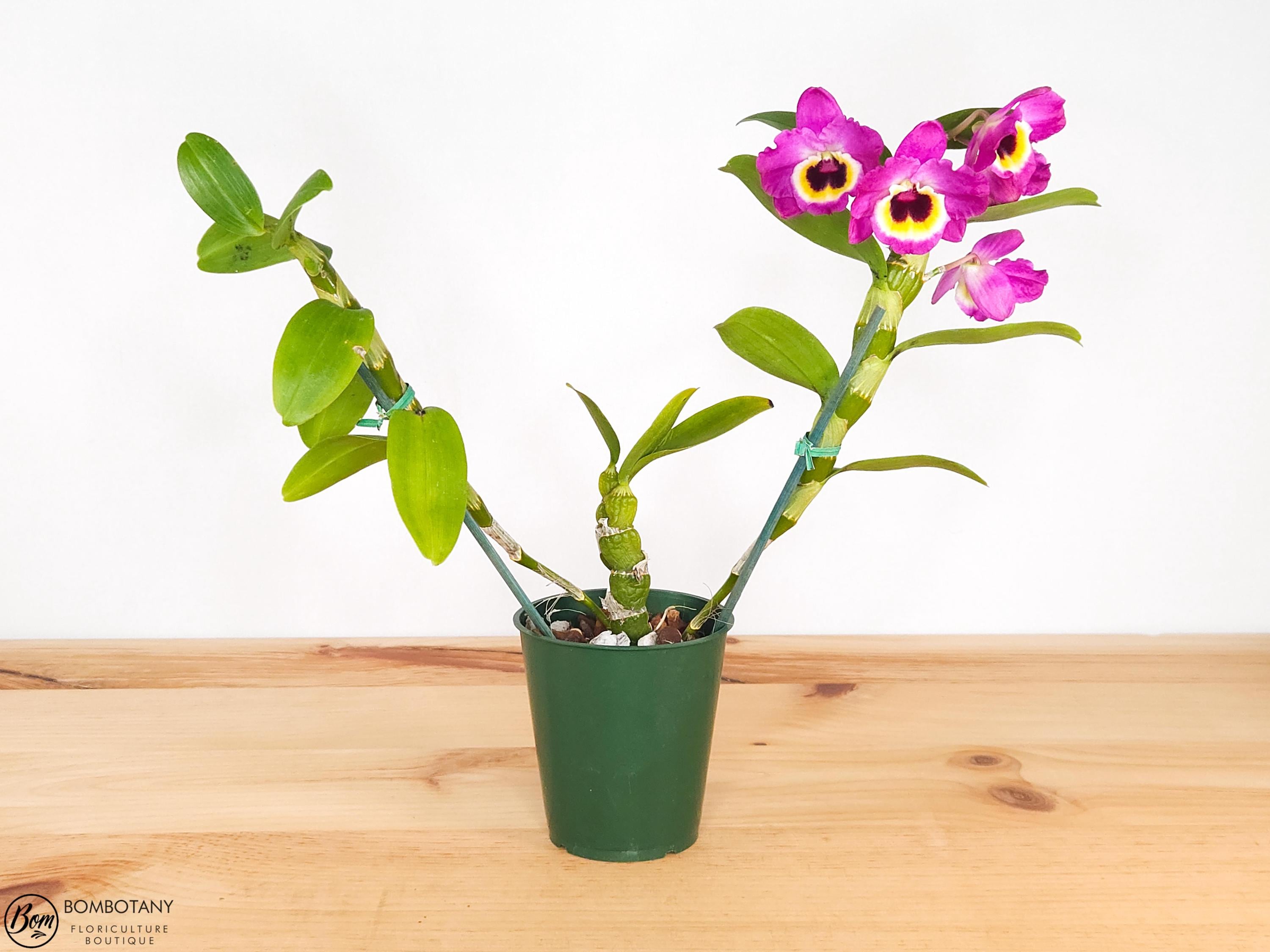 Fragrant Dendrobium Red Emperor 'Prince' IN BLOOM