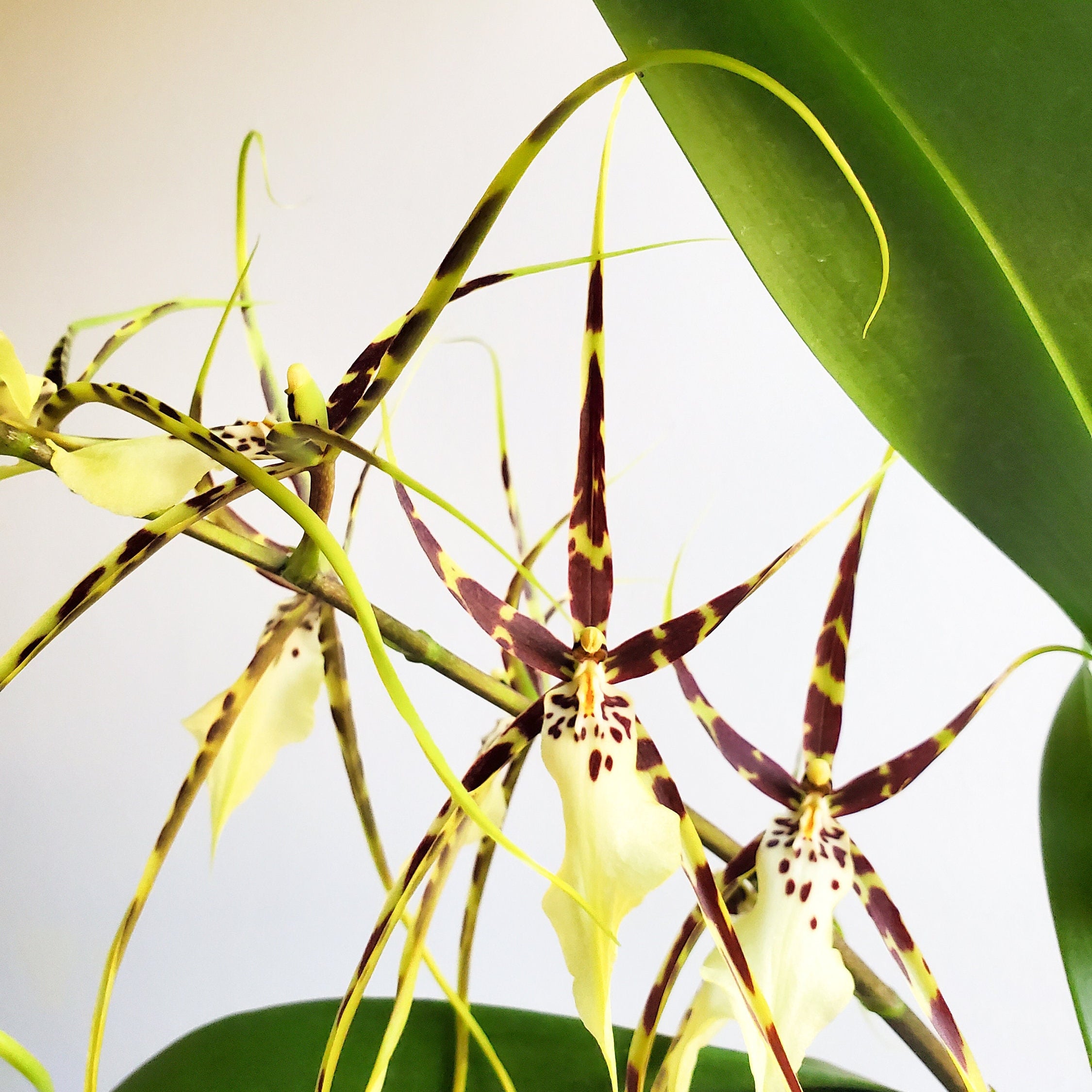 Fragrant Spider type Odontobrassia Kenneth Bivin 'Santa Barbara' IN SPIKE