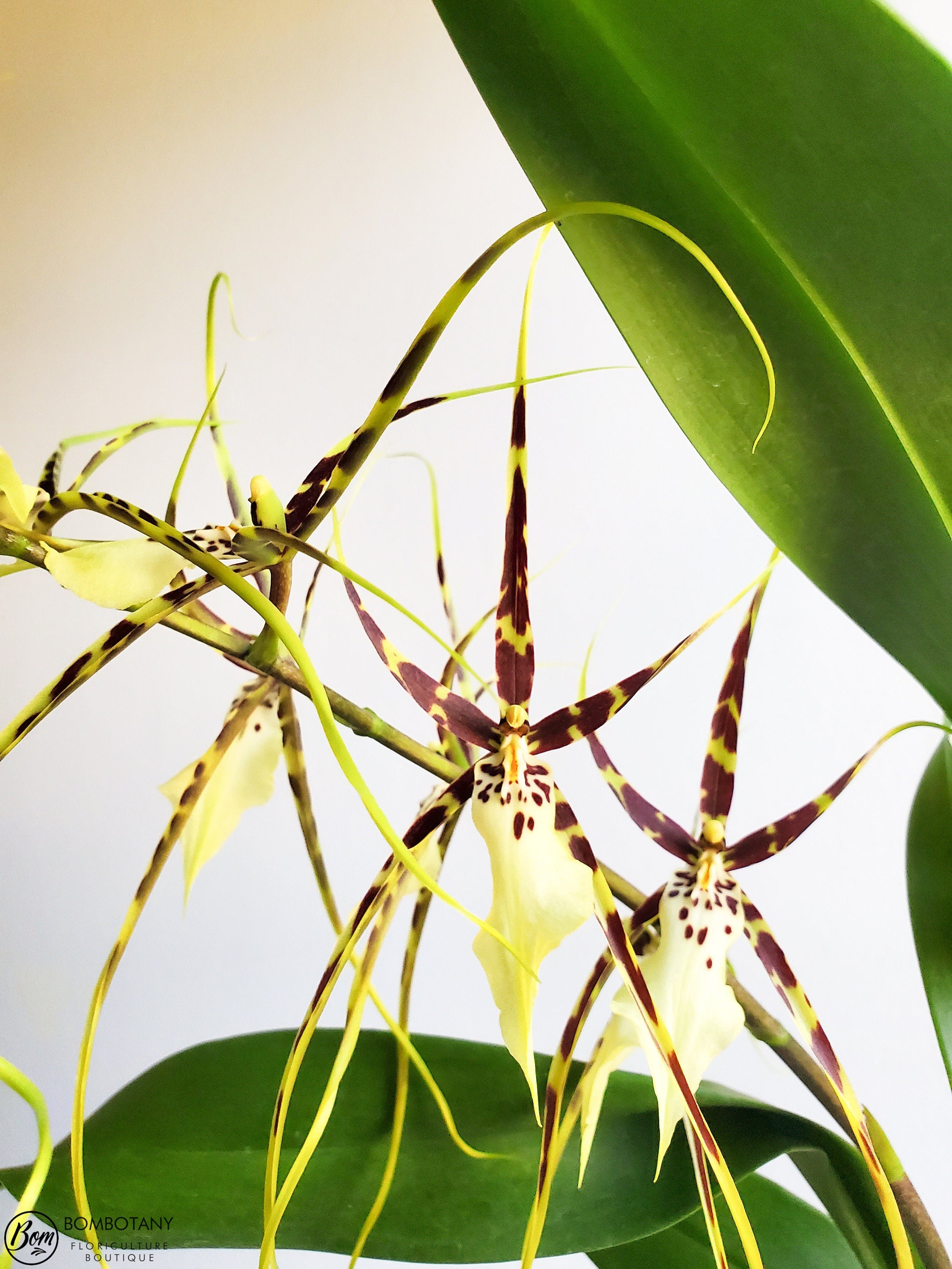 Fragrant Spider type Odontobrassia Kenneth Bivin 'Santa Barbara' IN SPIKE