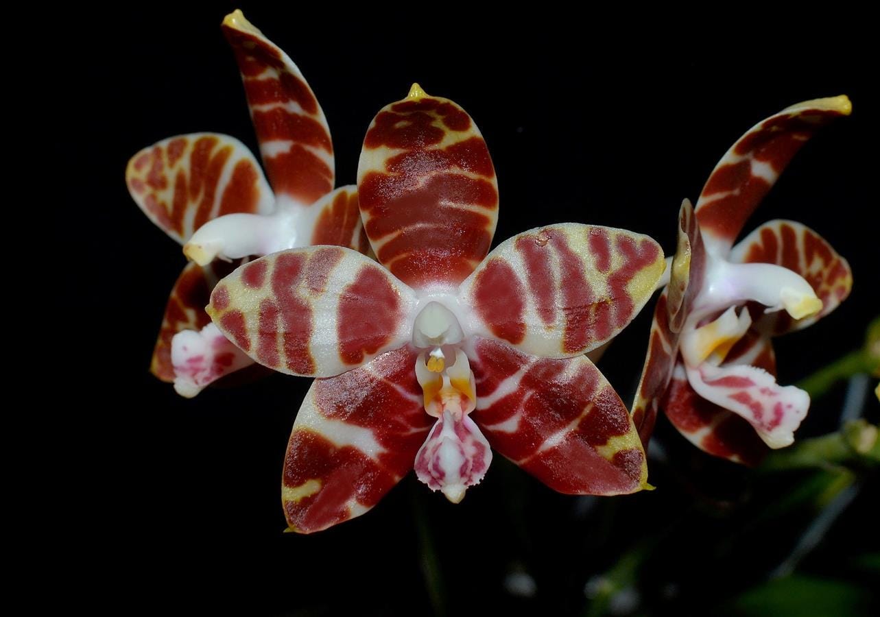 Fragrant Species Phalaenopsis amboinensis 'Nicole'