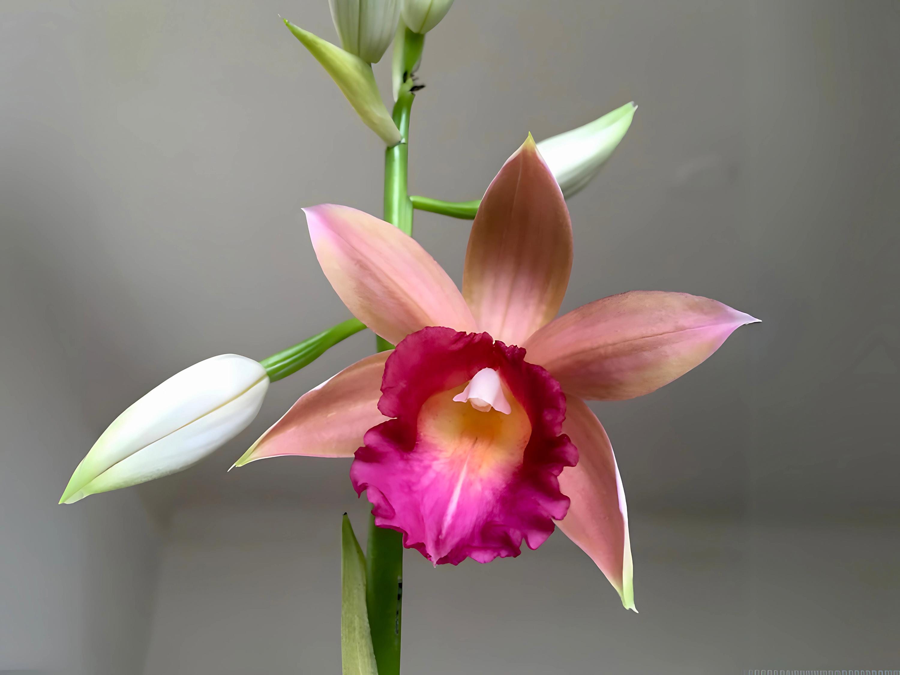 Nun's Hood Orchid Phaius Lady Ramona Harris 'Here's Looking at You' IN SPIKE