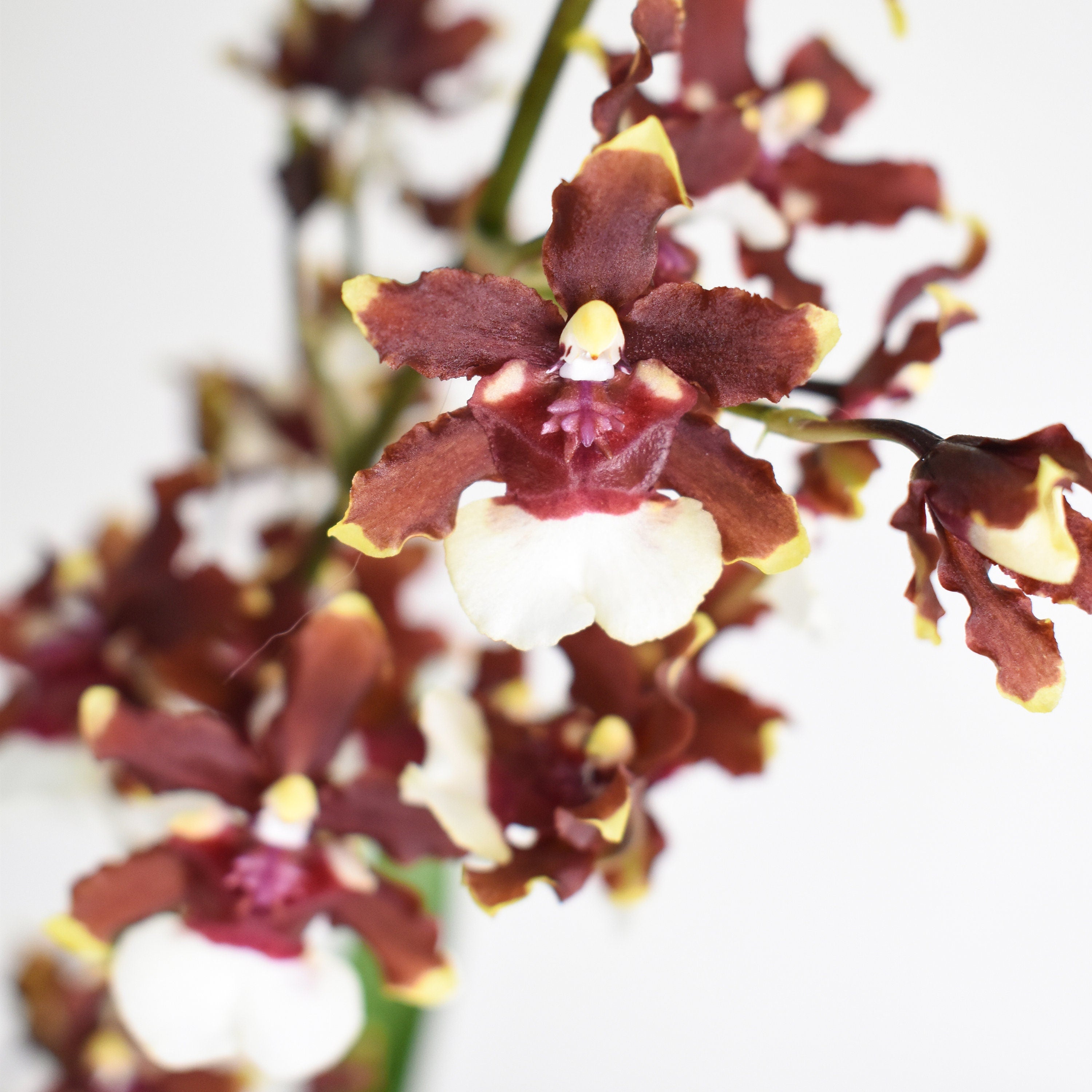 Fragrant Oncidium Aka Baby 'Raspberry Chocolate' IN SPIKE