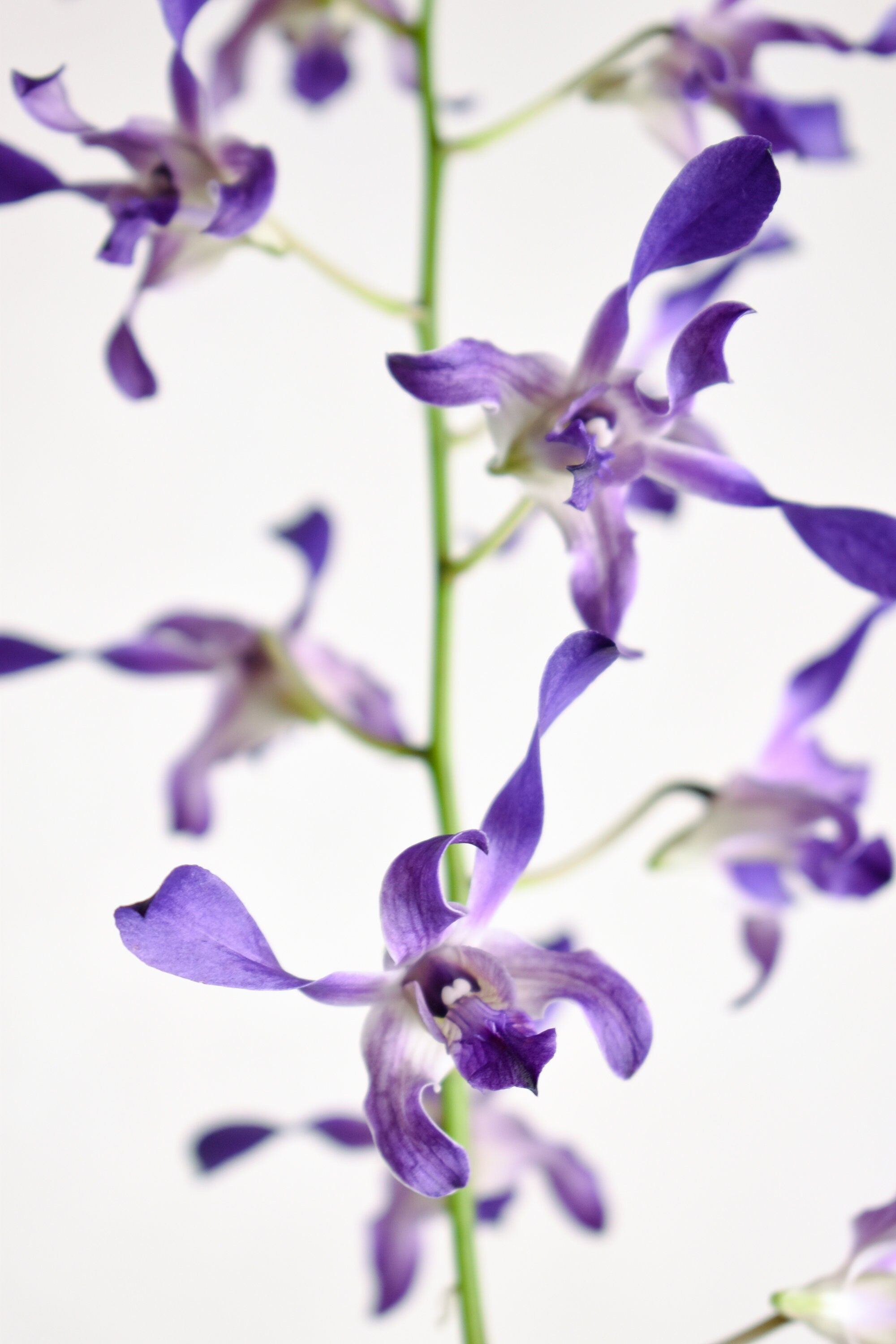 Antelope Type Dendrobium Somkiat Blue