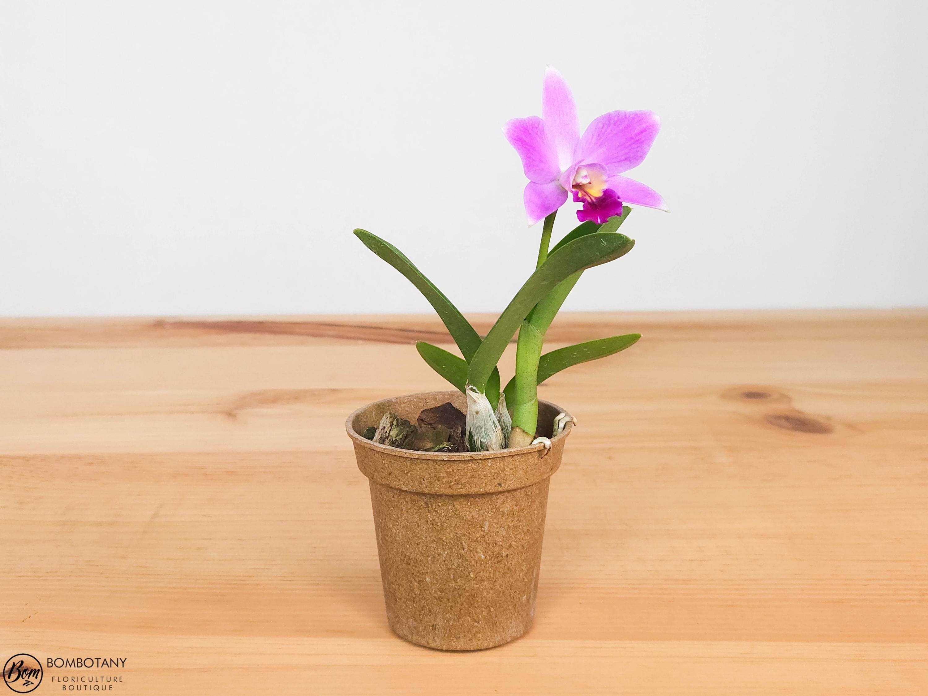 Fragrant Mini Laeliocattleya Amethyst Star 'Parkside' IN SPIKE