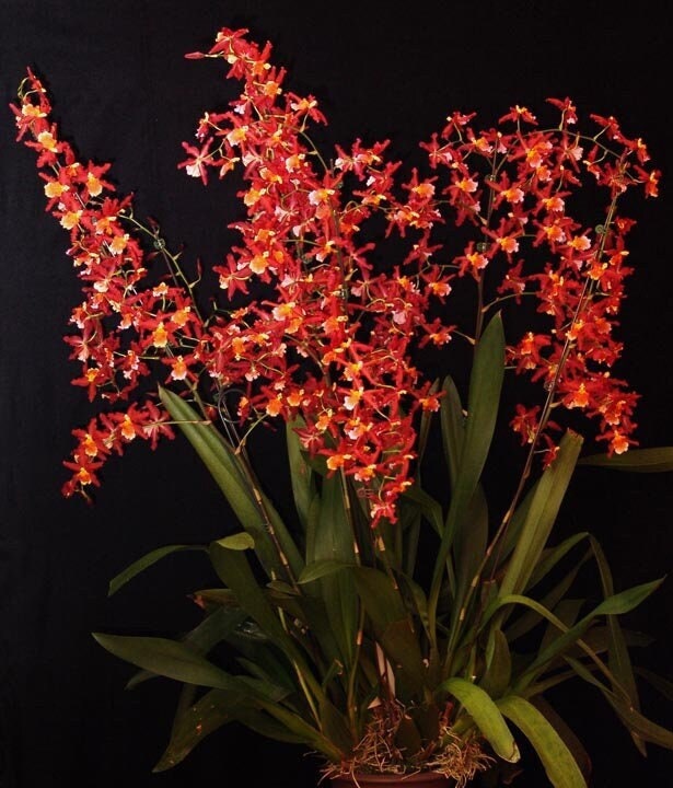 Oncidium Pacific Panache 'Fireside Fever' IN SPIKE