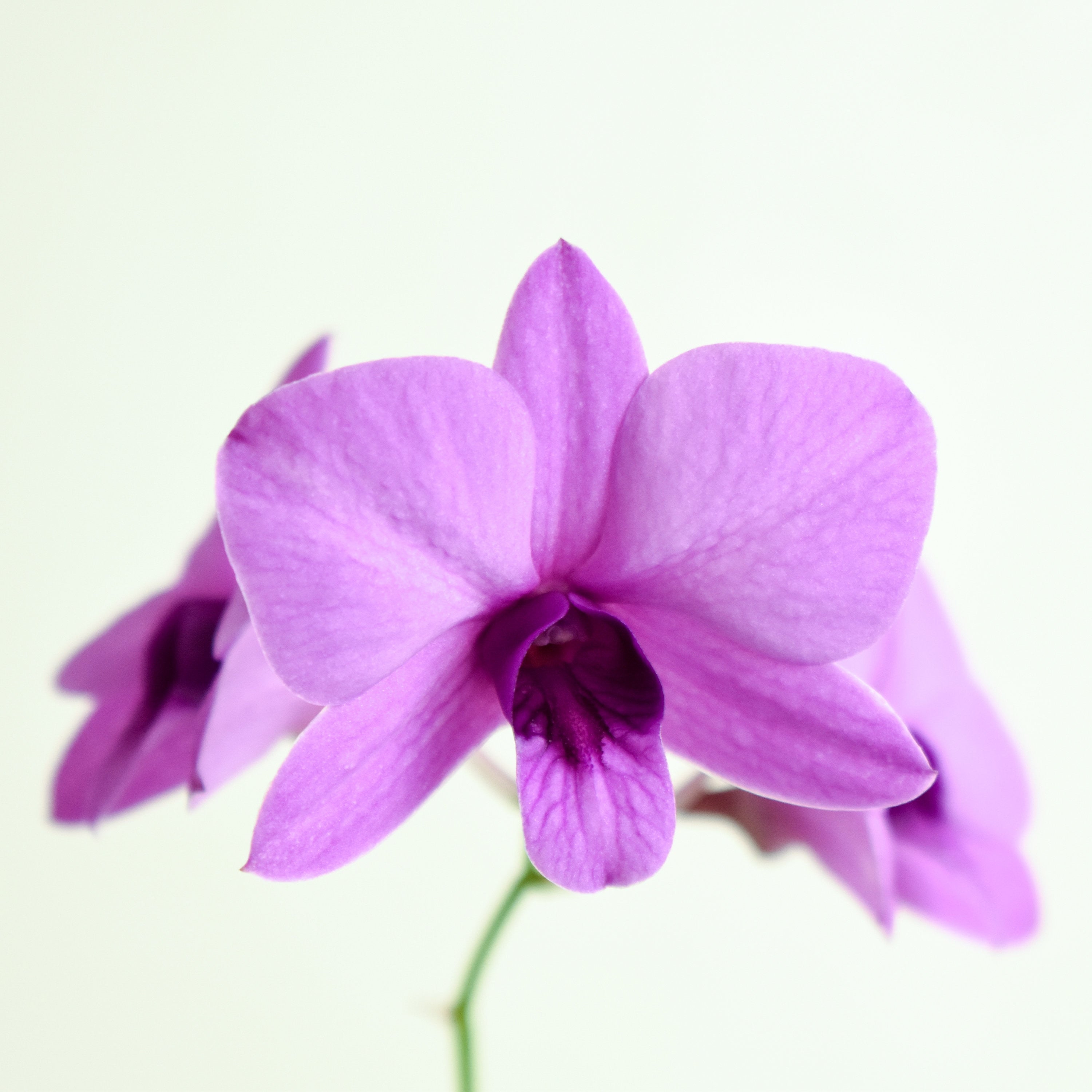 Mini Dendrobium Enobi Purple